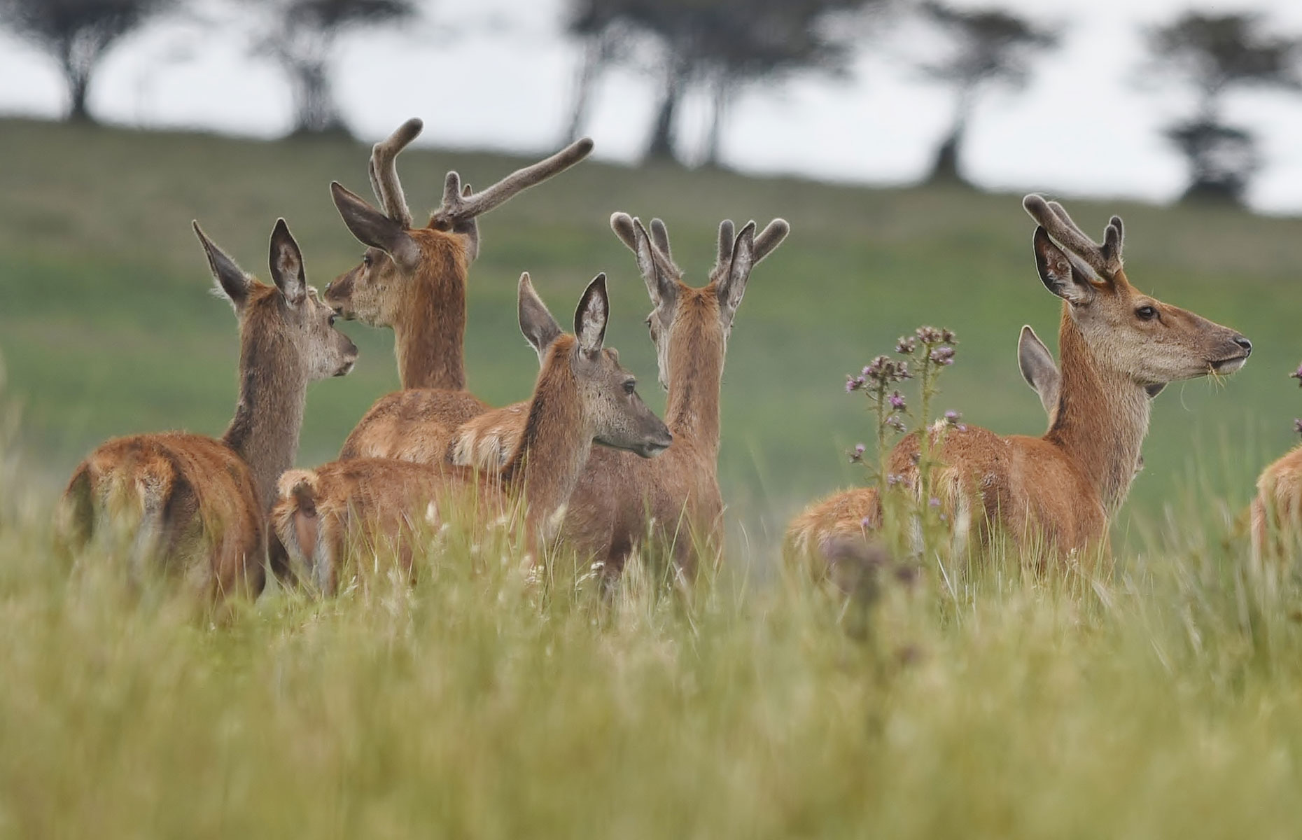 Red deer in Exmoor National Park with their furry antlers just popping up over the grass (Angela Lock/Shutterstock)