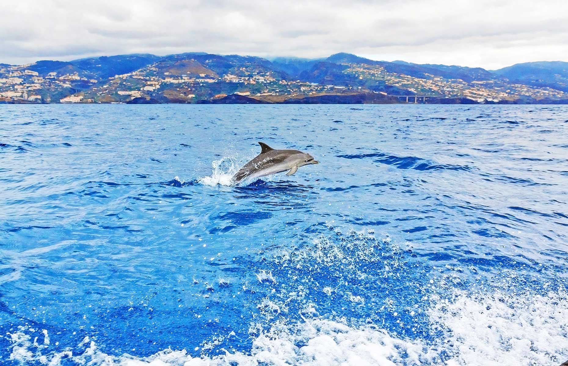 Dolphin off the coast of Madeira, Portugal (Image: aldorado/Shutterstock)