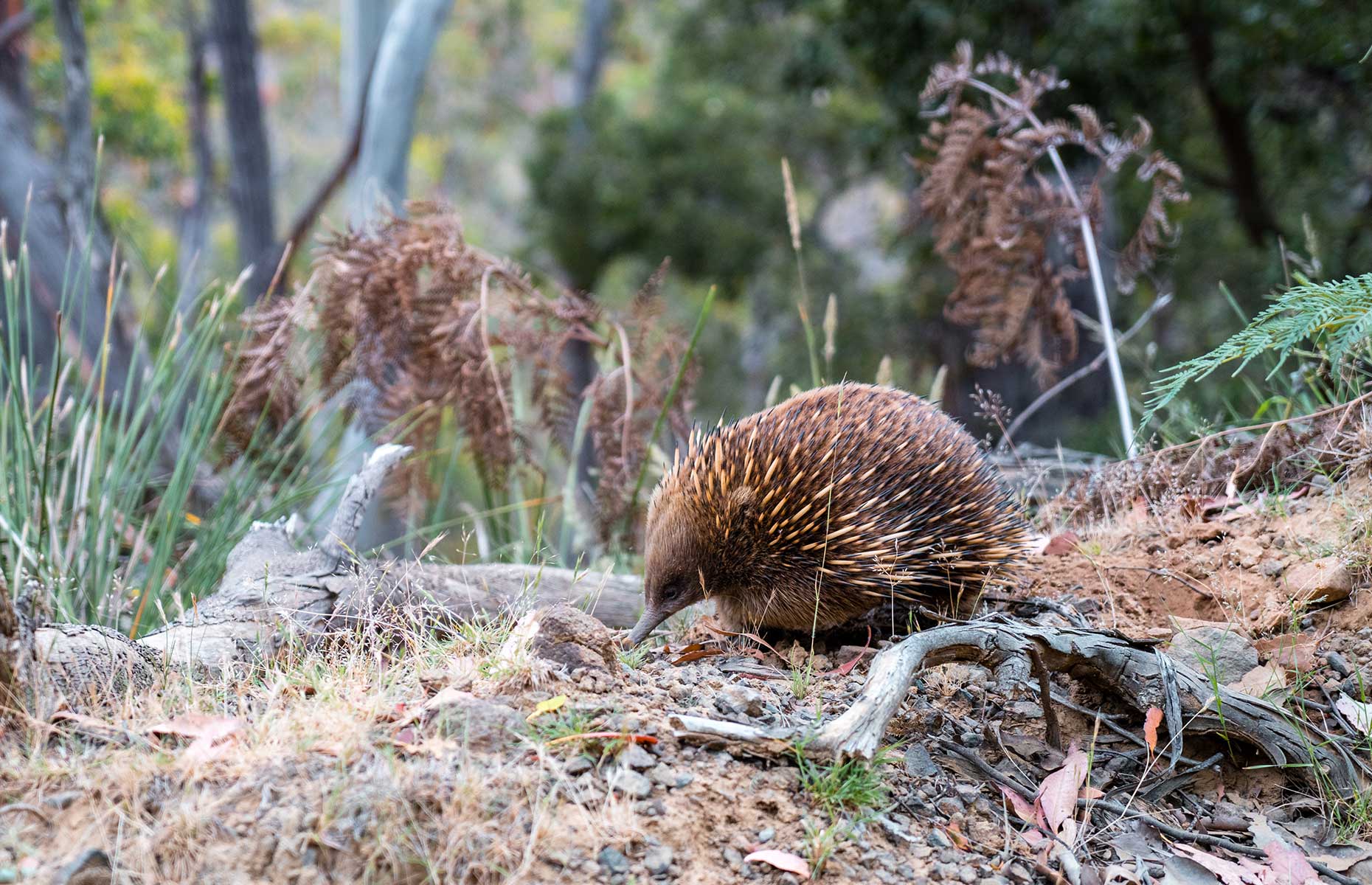 An echidna spotted on the Great Australian Triathlon (Image: Jonathan Doyle Media)