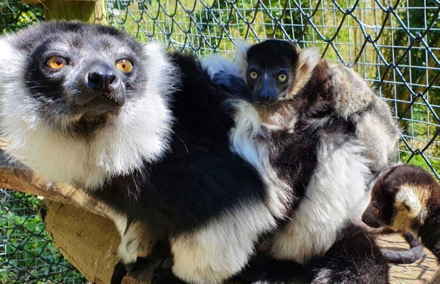 (Image: Port Lympne Hotel & Reserve/Facebook)