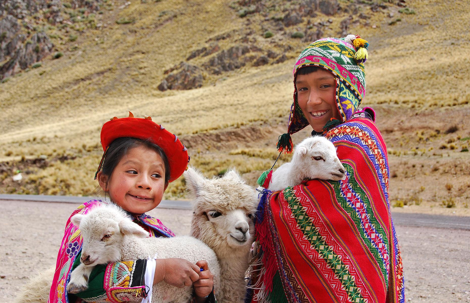 Llamas Peru