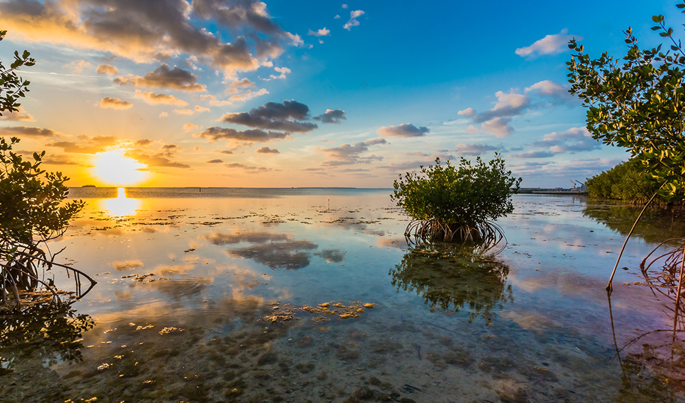 Mangrove, Key Largo