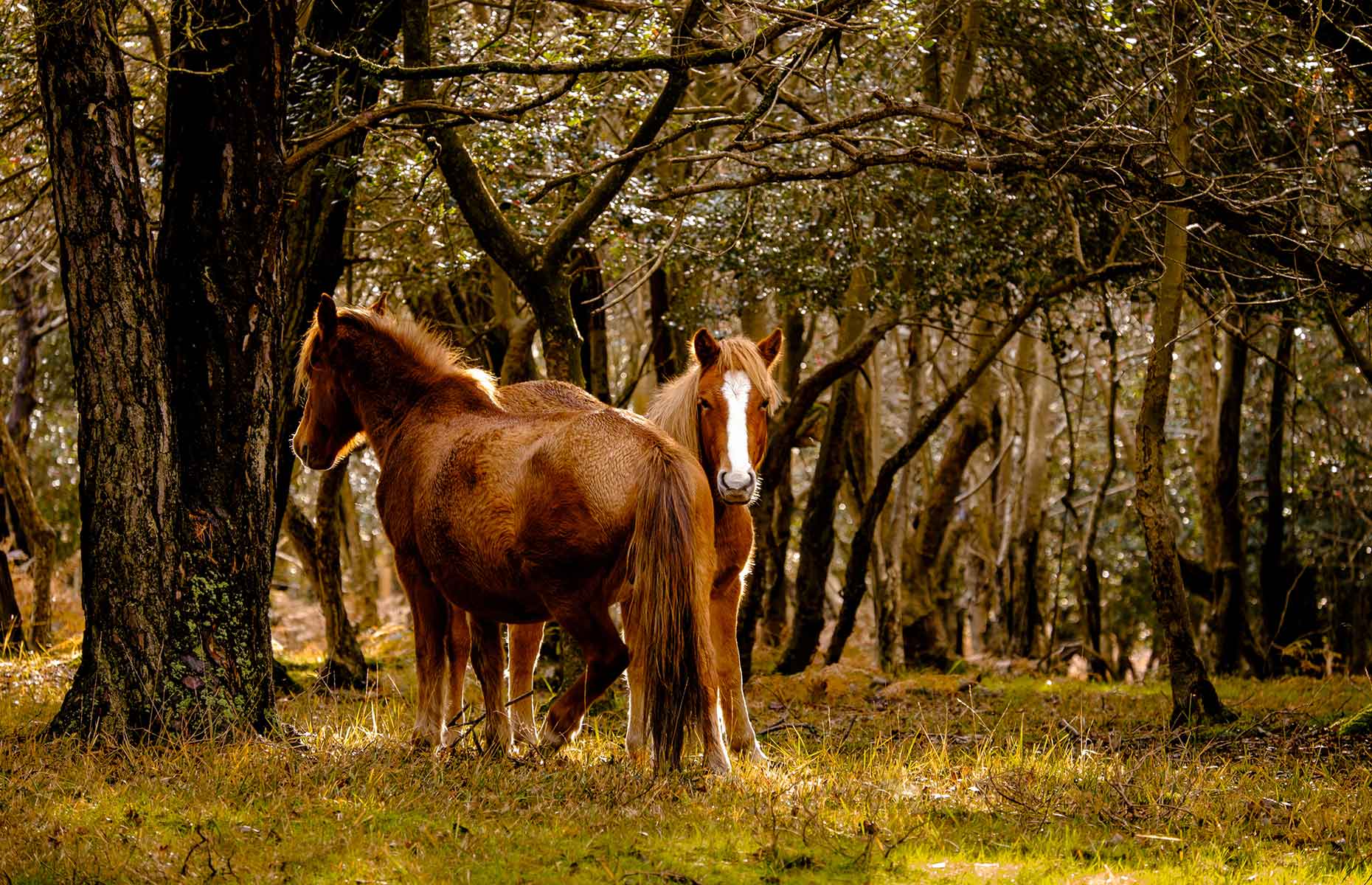 New Forest National Park ponies (Image: ImagesbyInfinity/Shutterstock)