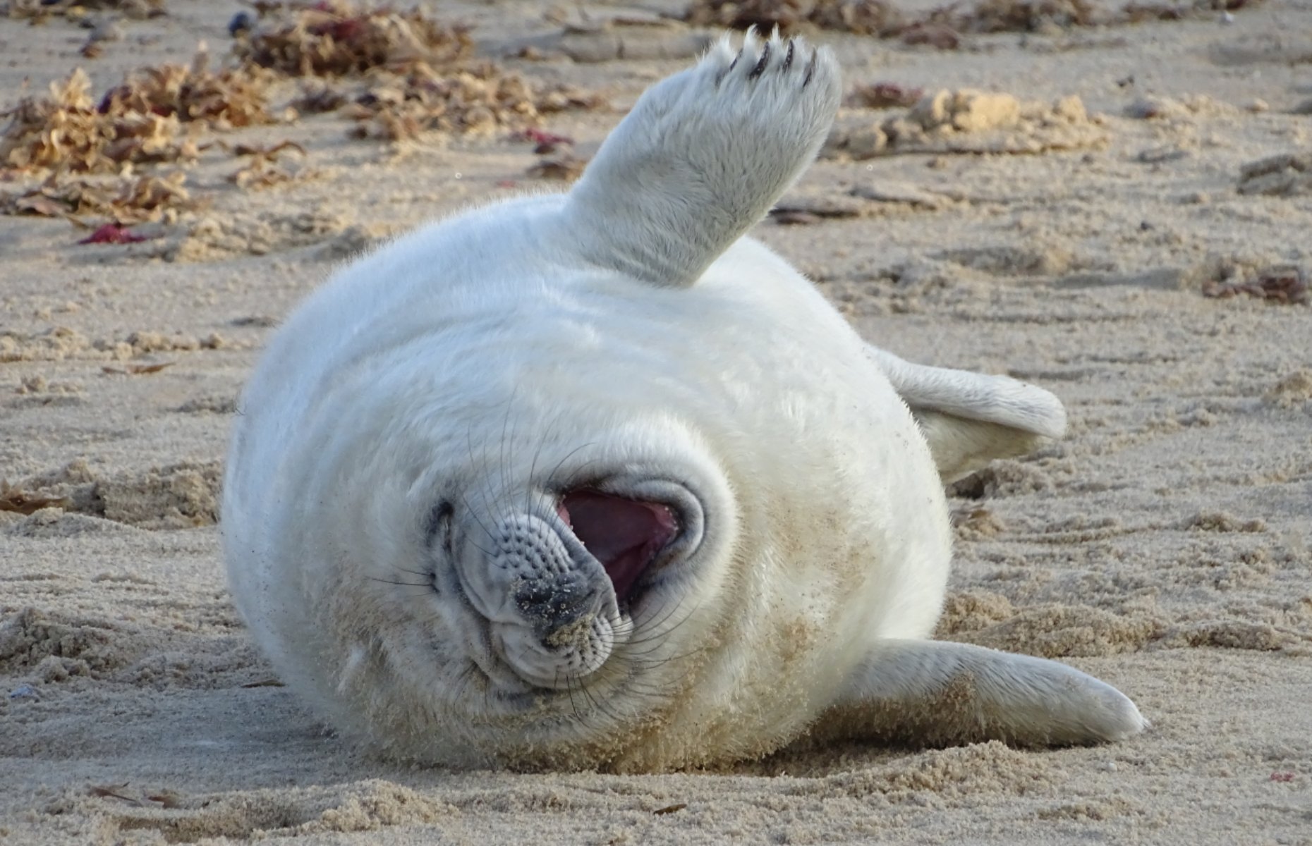 Grey seals at Horsey Gap (Image: Christopher Keeley/Shutterstock )