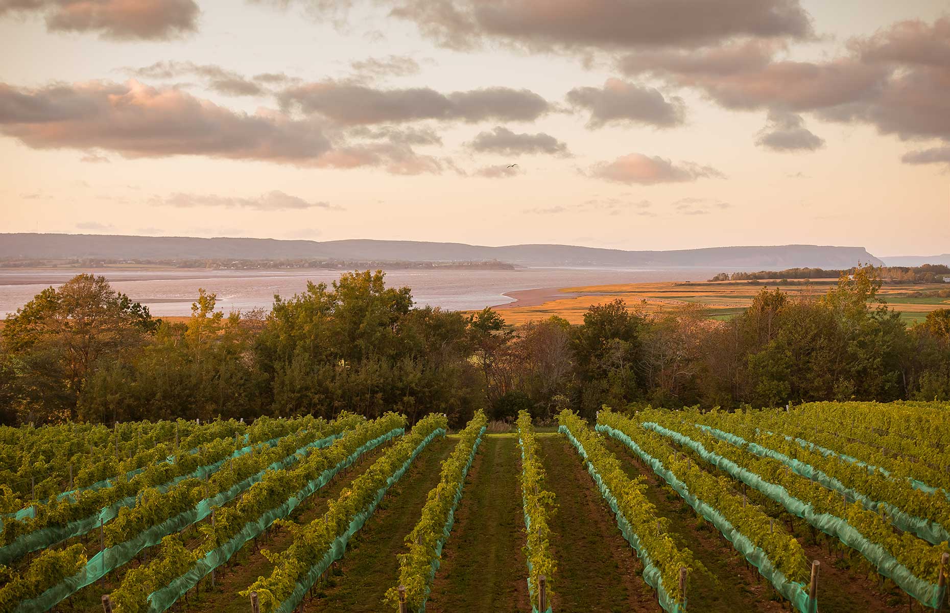 Lightfoot and Wolfville Winery (Image: Tourism Nova Scotia)