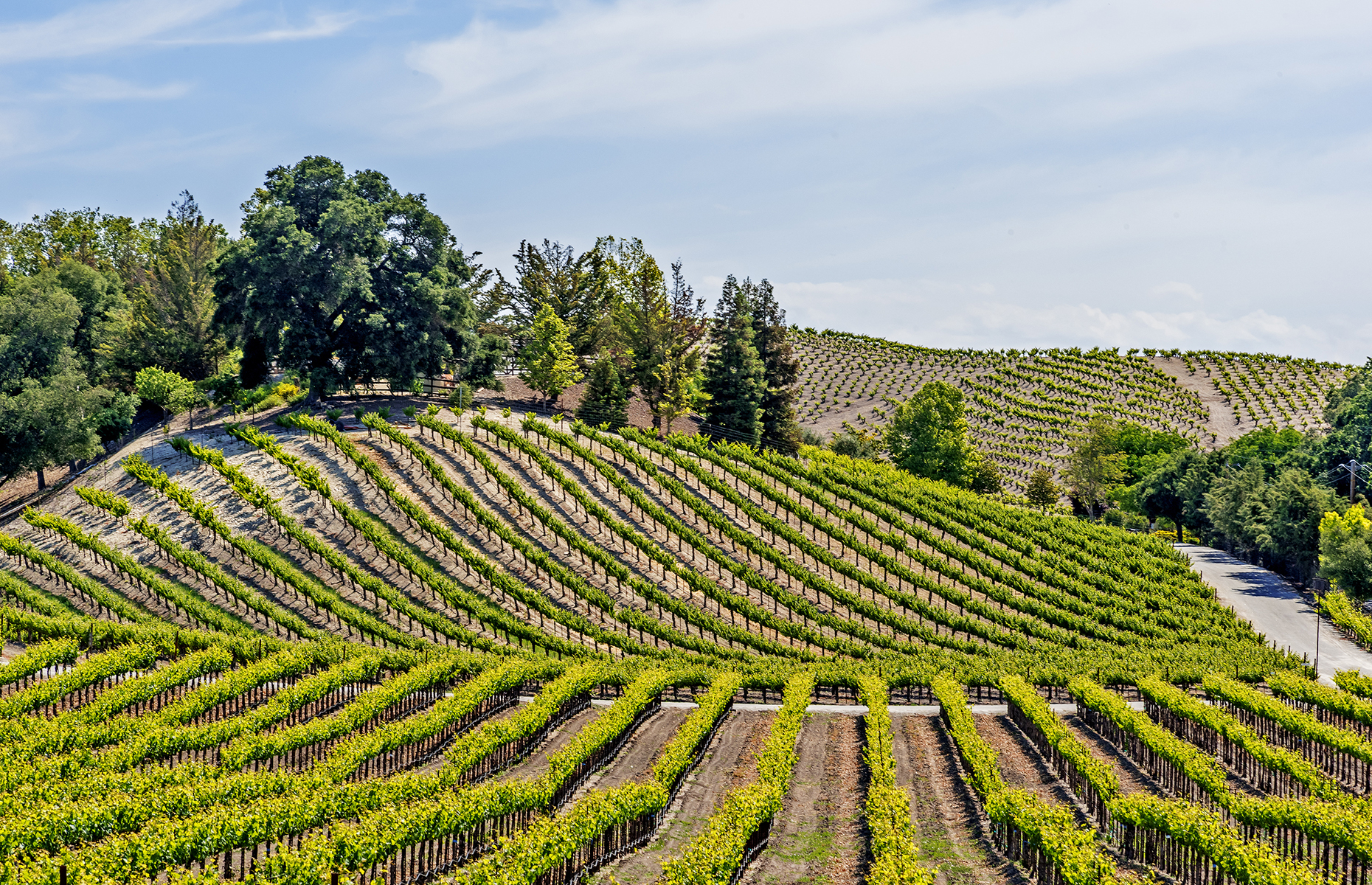 Vineyards in Paso Roble (Image: randy andy/Shutterstock)