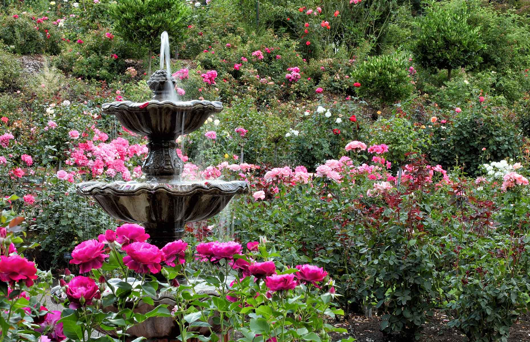 International Rose Garden, Oregon, Portland (Image: B Brown/Shutterstock)