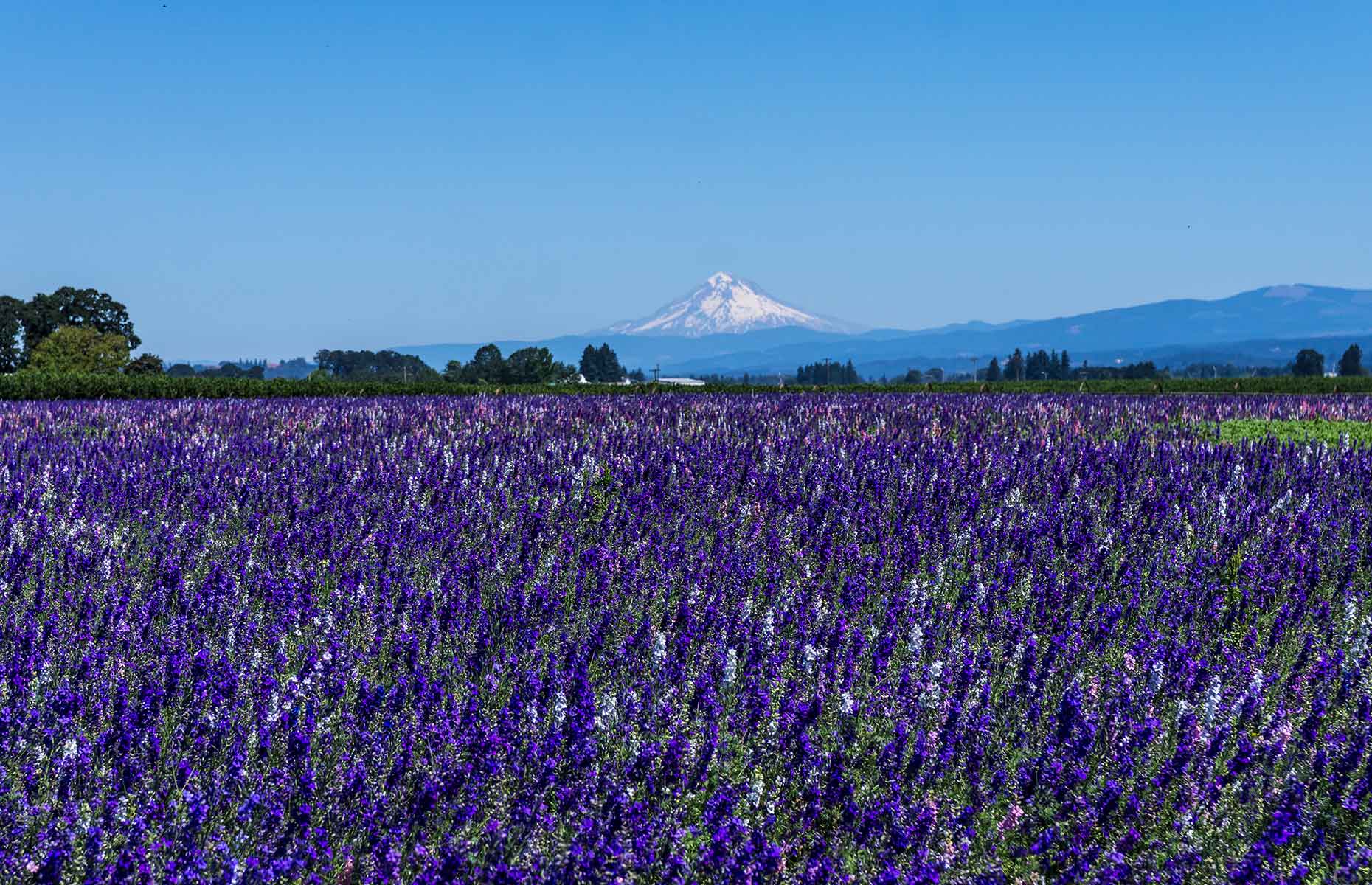 Lavender fields Willamette Valley, Oregon (Image: Cynthia Liang/Shutterstock)