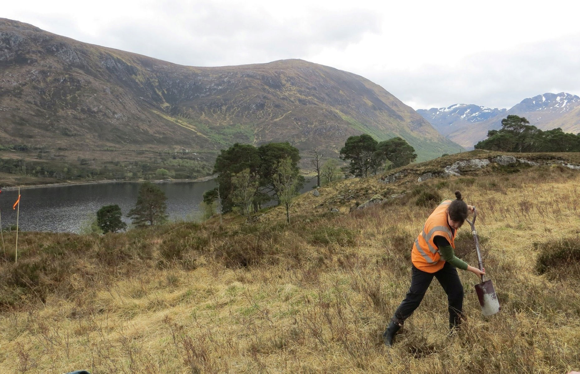 Trees for Life project, Scotland (Image: Trees for Life/Facebook)