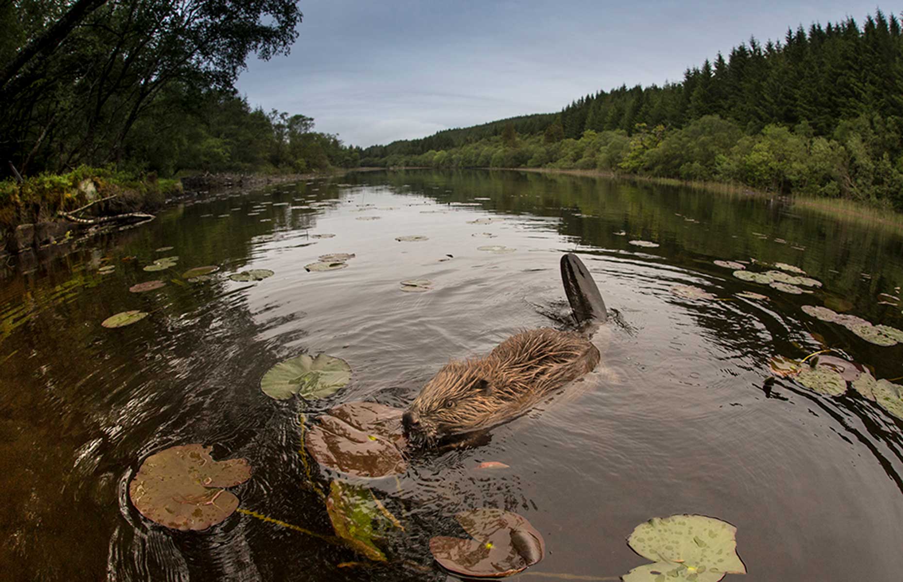 Beavers in Scotland (Image: Rewilding Escapes)