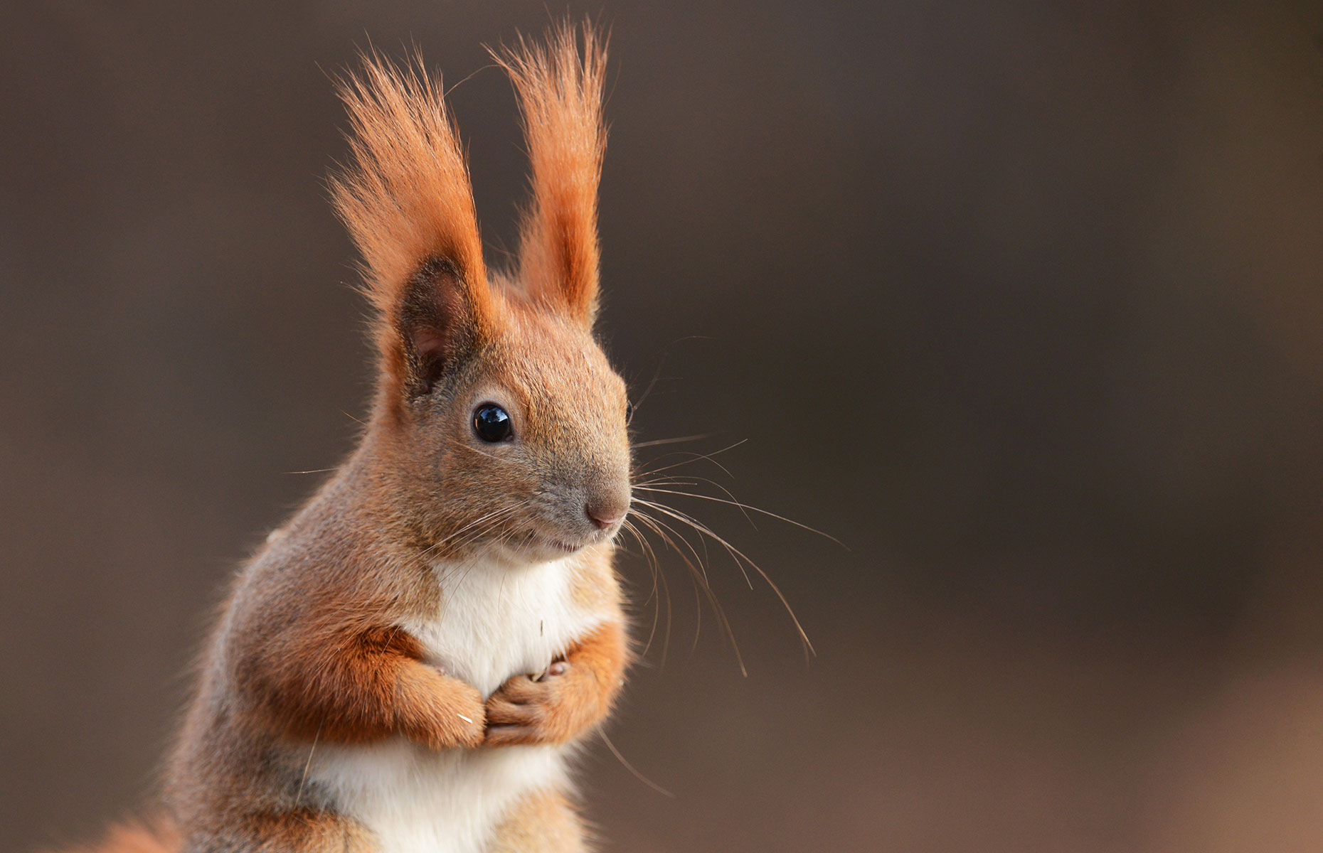 A red squirrel in Scotland (Image: Piotr Krzeslak/Shutterstock)