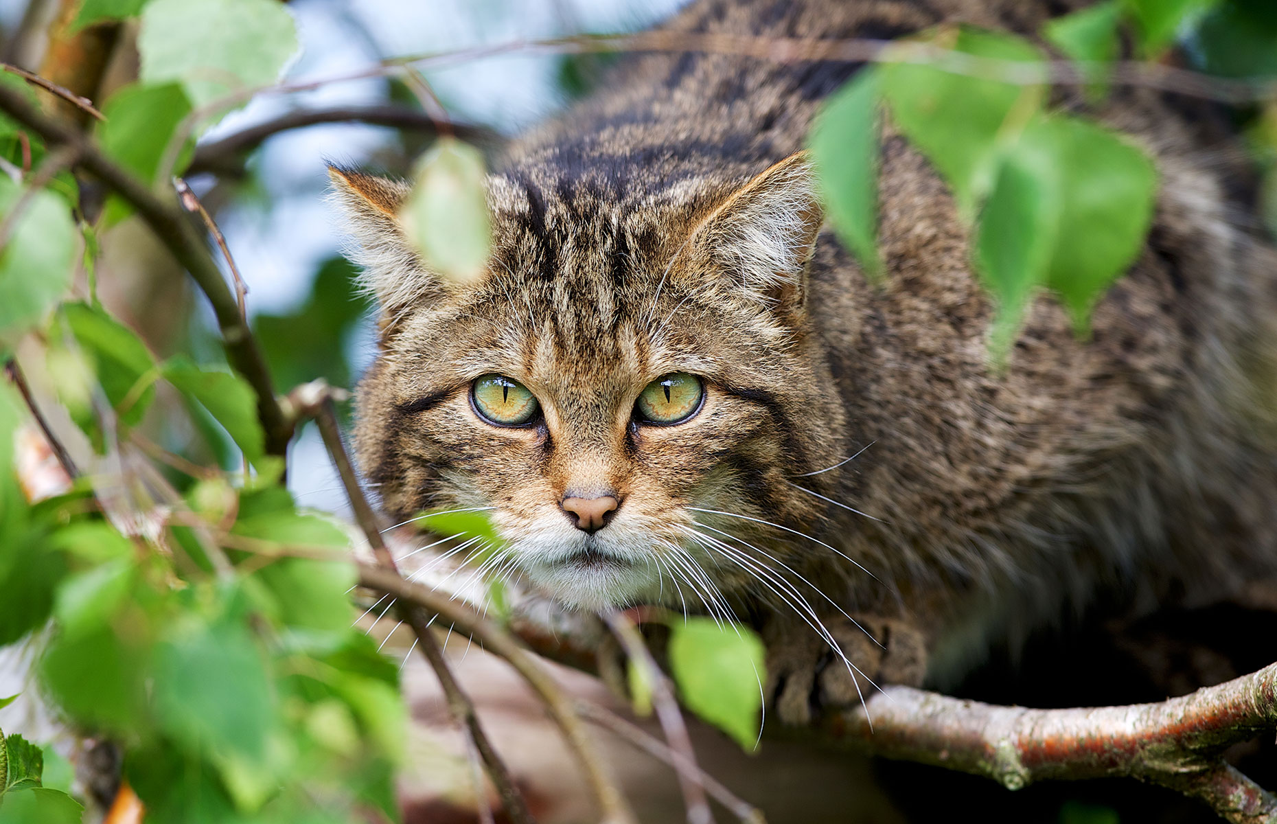 A Scottish wildcat, also known as a Highlands tiger (Image: Mark Bridger/Shutterstock))