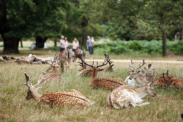 Richmond Park, deer