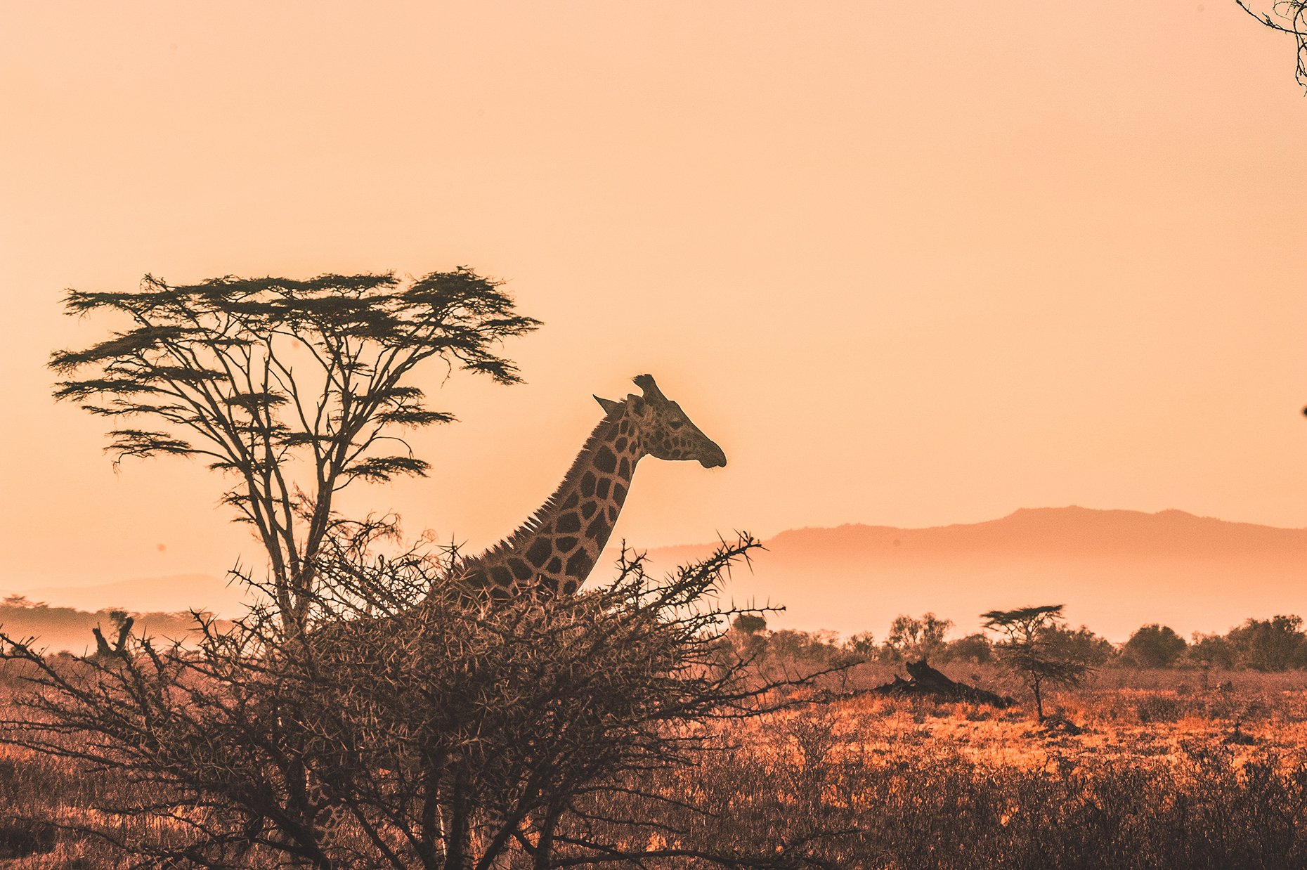 Giraffe on safari