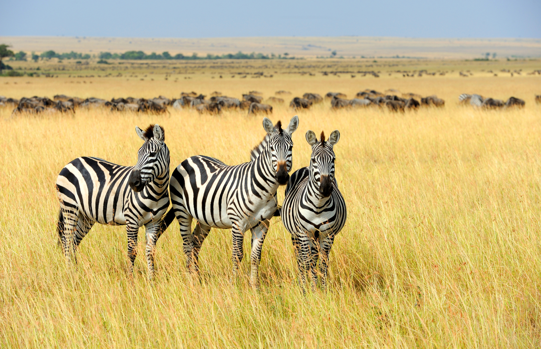 Zebra on soft safari