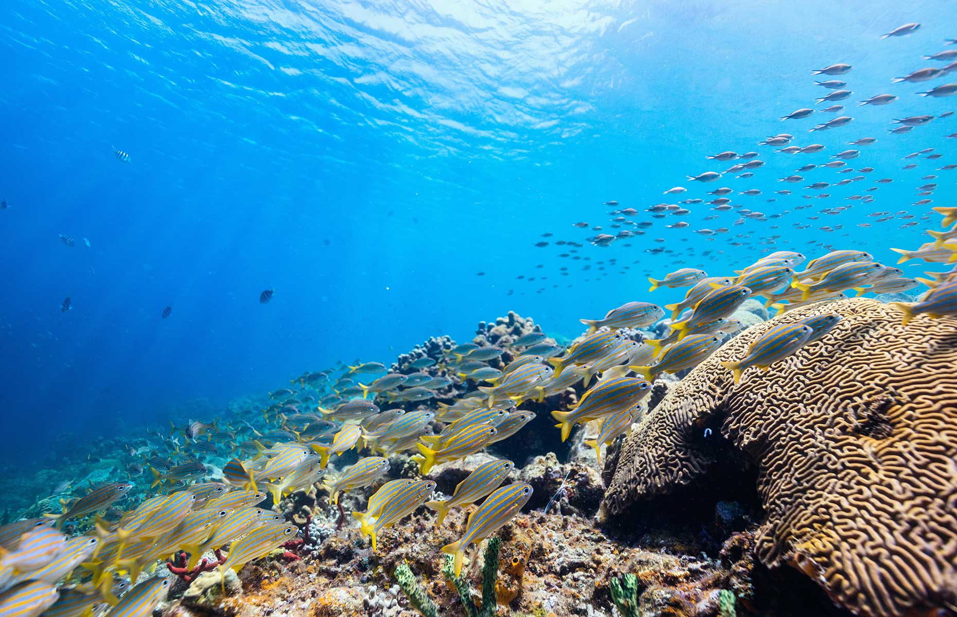 Snorkelling in Saint Lucia