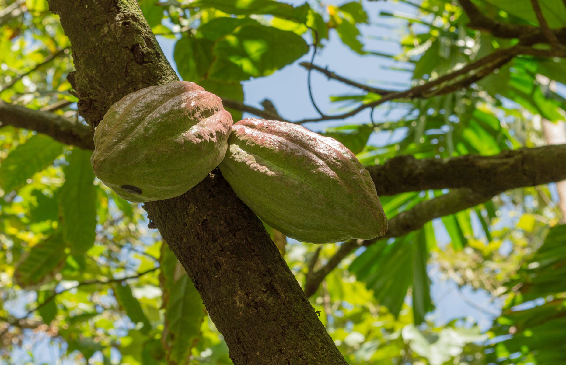 Cocoa trees on Saint Lucia (Image: Sublimage/Shutterstock)