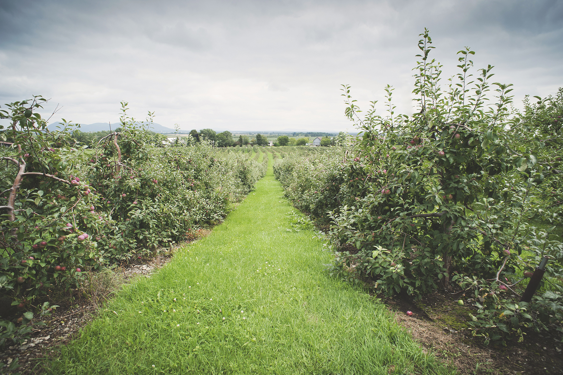 Orchard in Rougemont