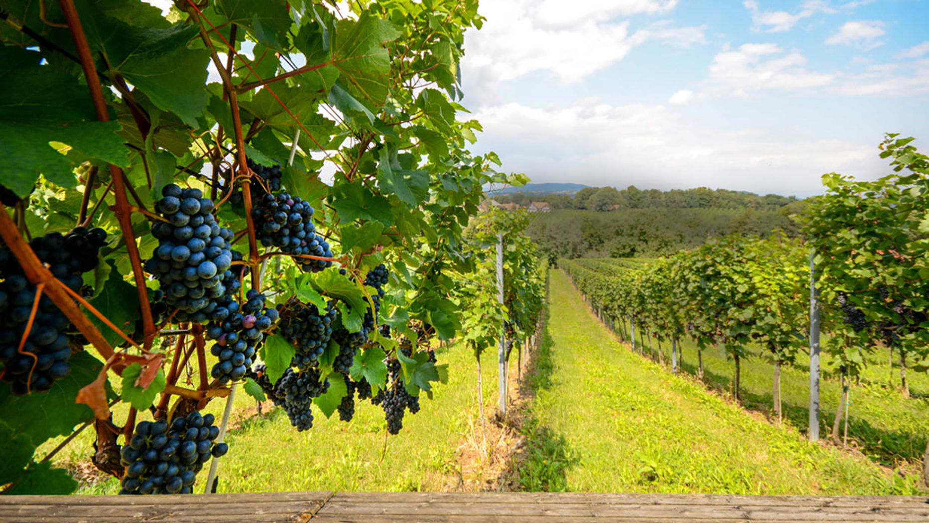 Vignoble L’Orpailleur vineyard