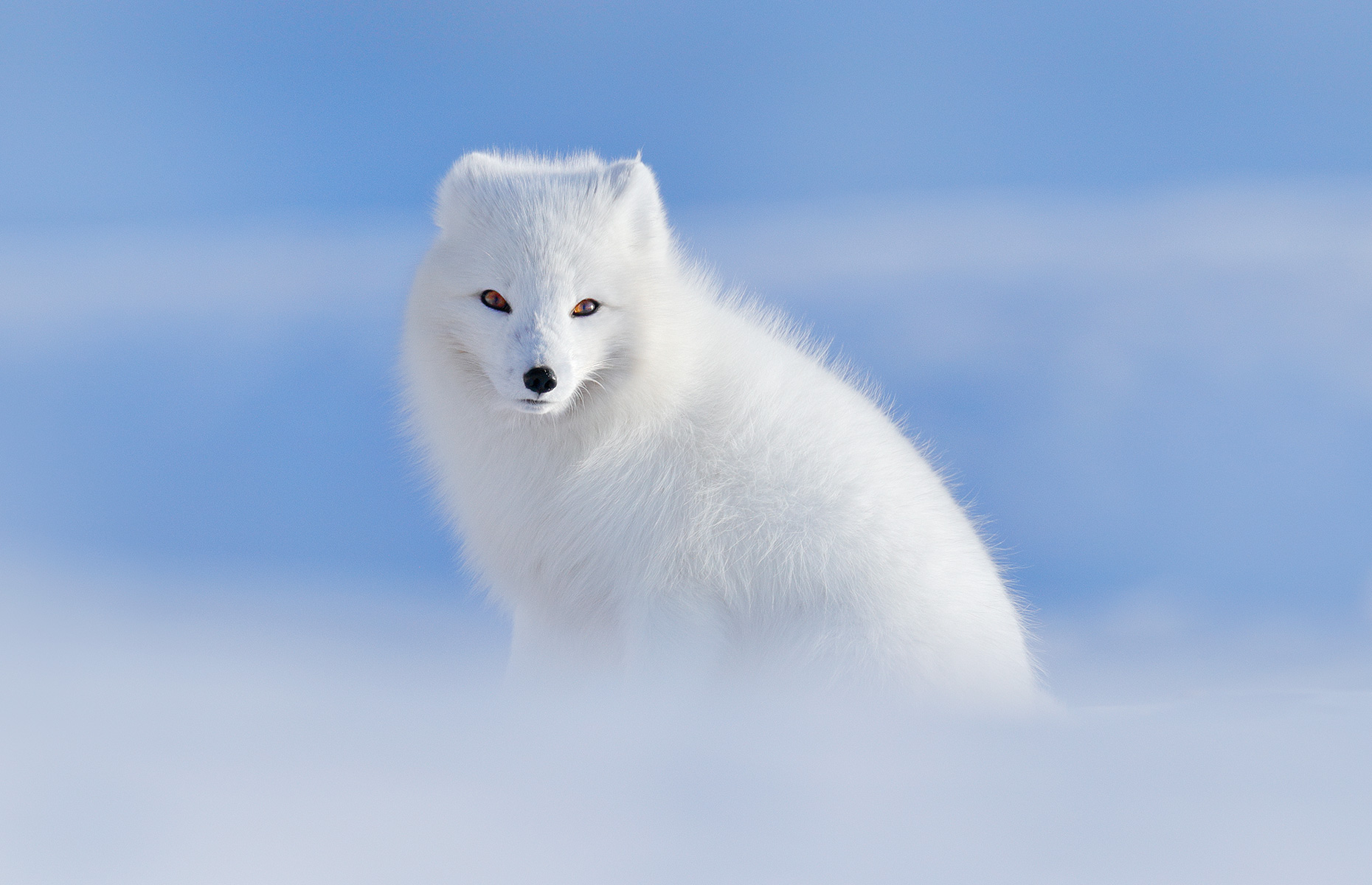 Arctic fox in the Svalbard tundra (Image: Ondrej Prosicky/Shutterstock)