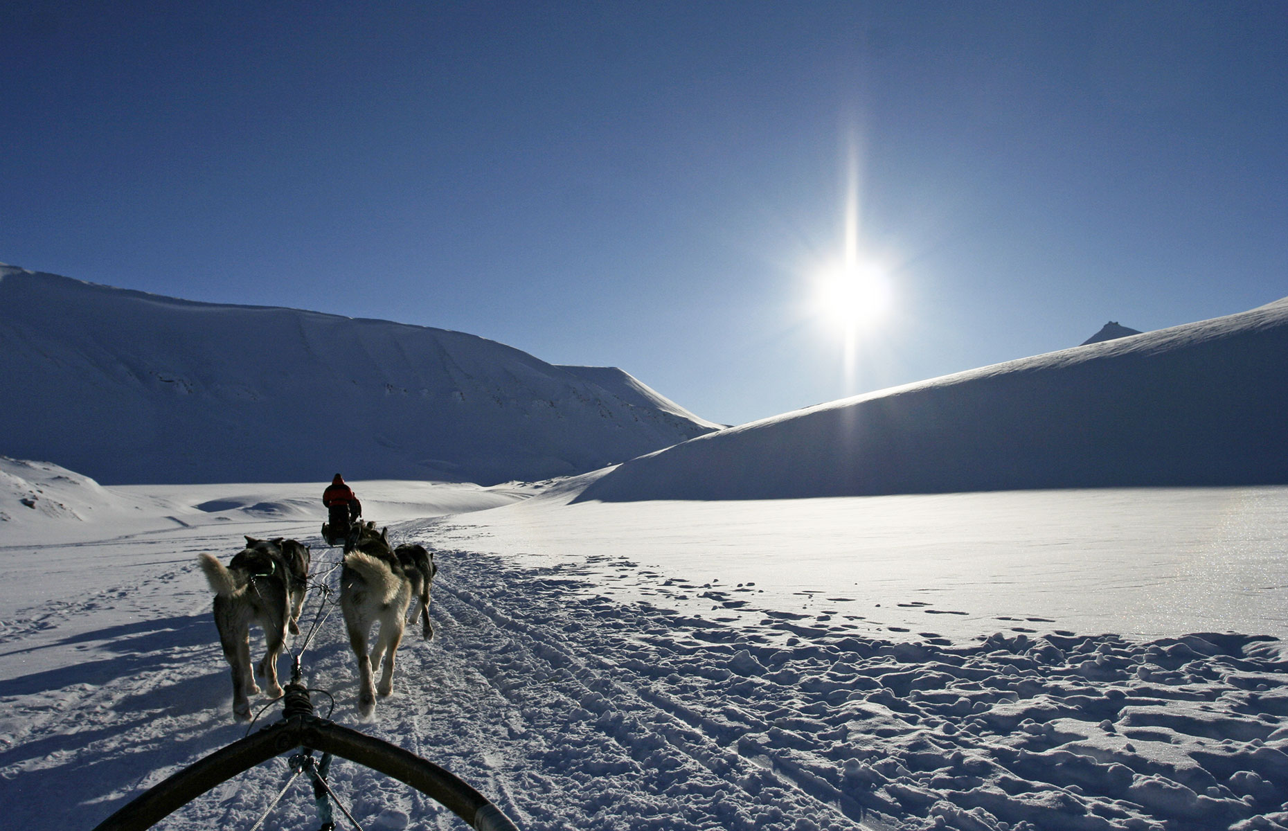Dog-sledding in Svalbard (Image: Anna Silanteva/Shutterstock)