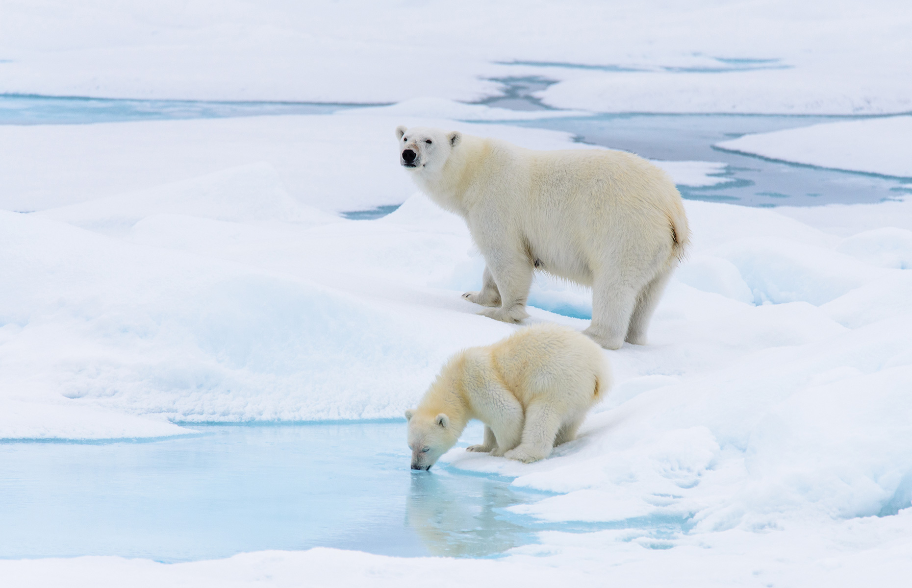 Polar bear on the ice in Svalbard (Image: Alexey Seafarer/Shutterstock)