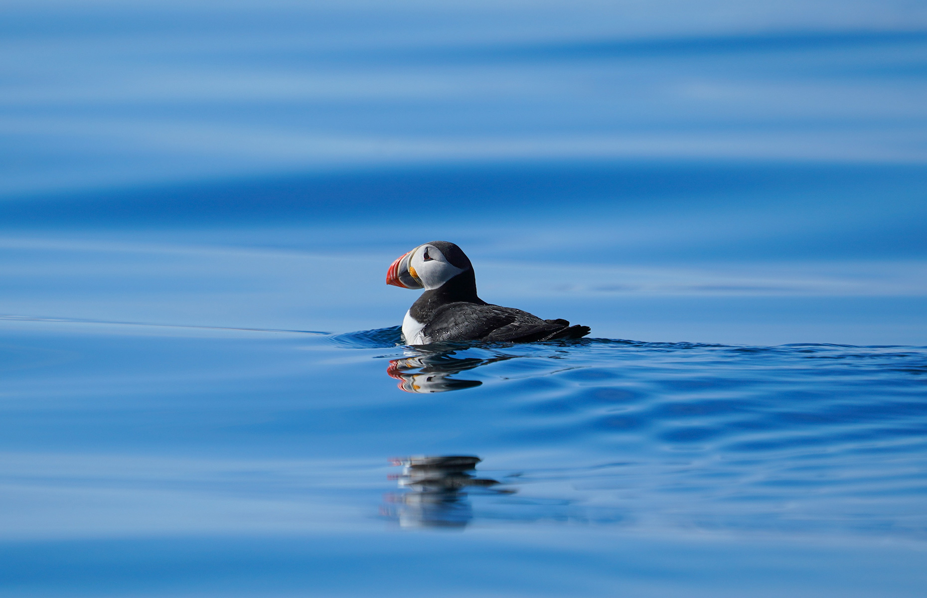 A puffin swimming in Svalbard (Image: HunsaBKK/Shutterstock)