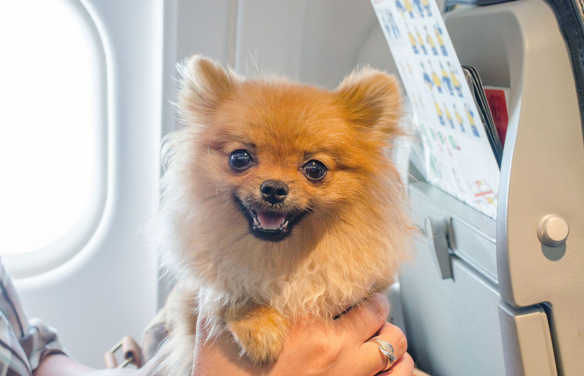 Dog on a plane