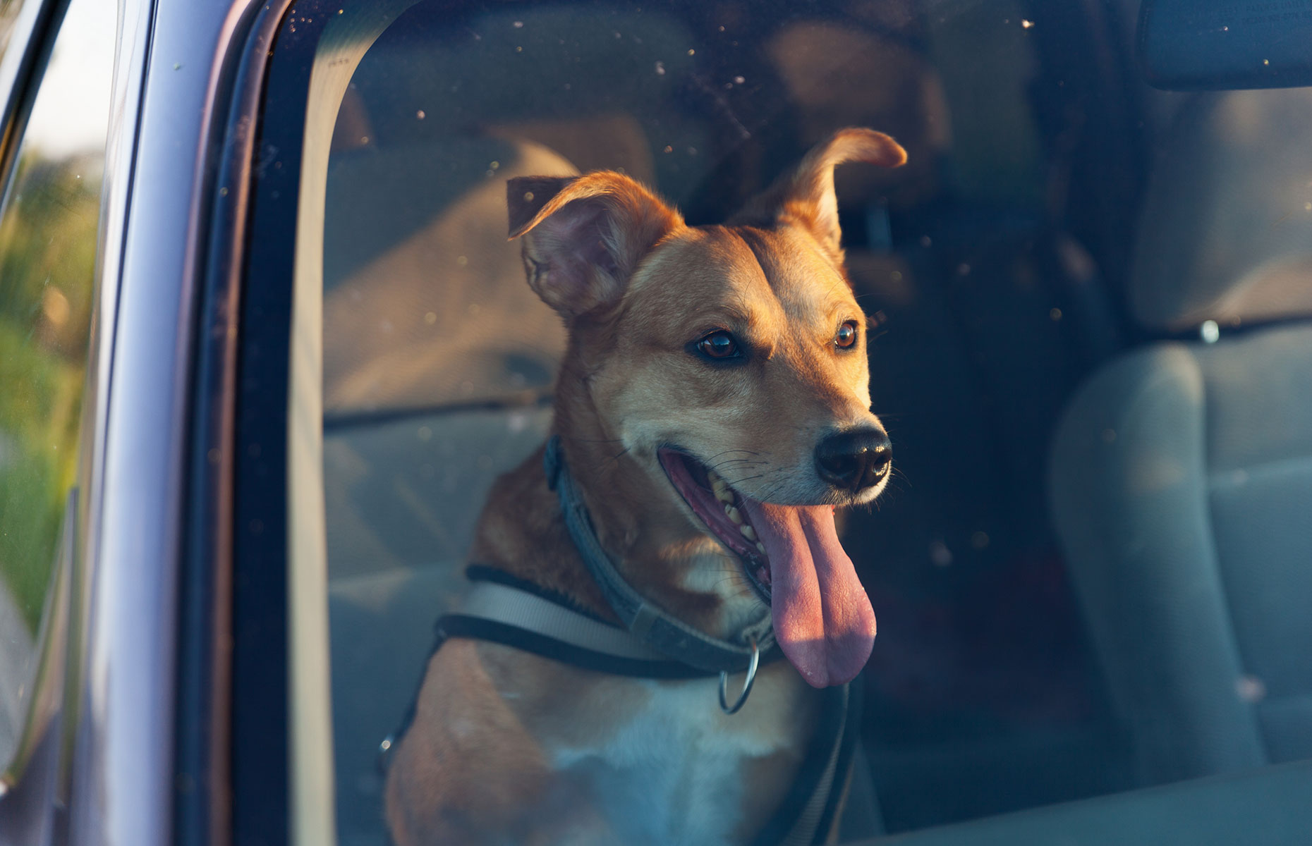 Dog in back seat of a car