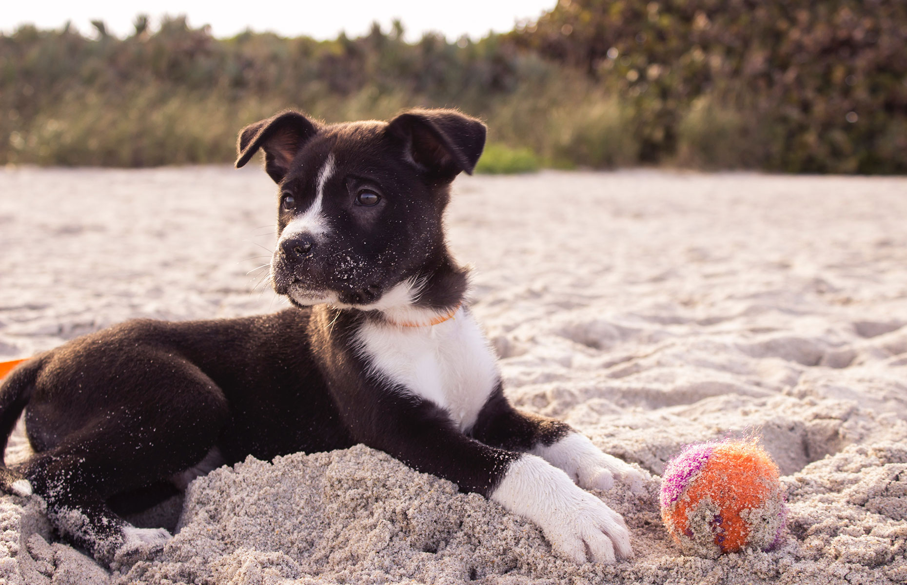 Dog on beach