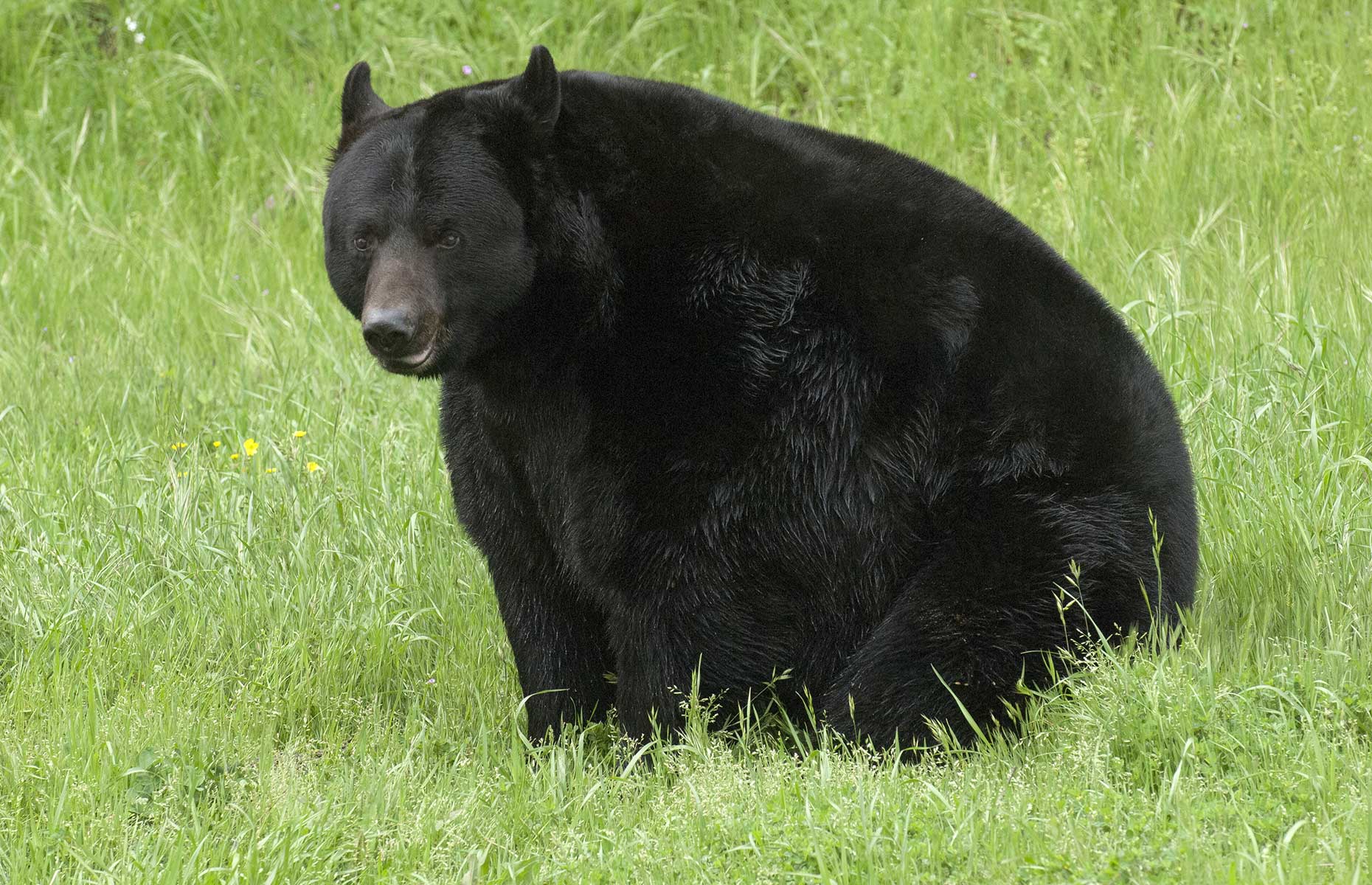 Black bear, California