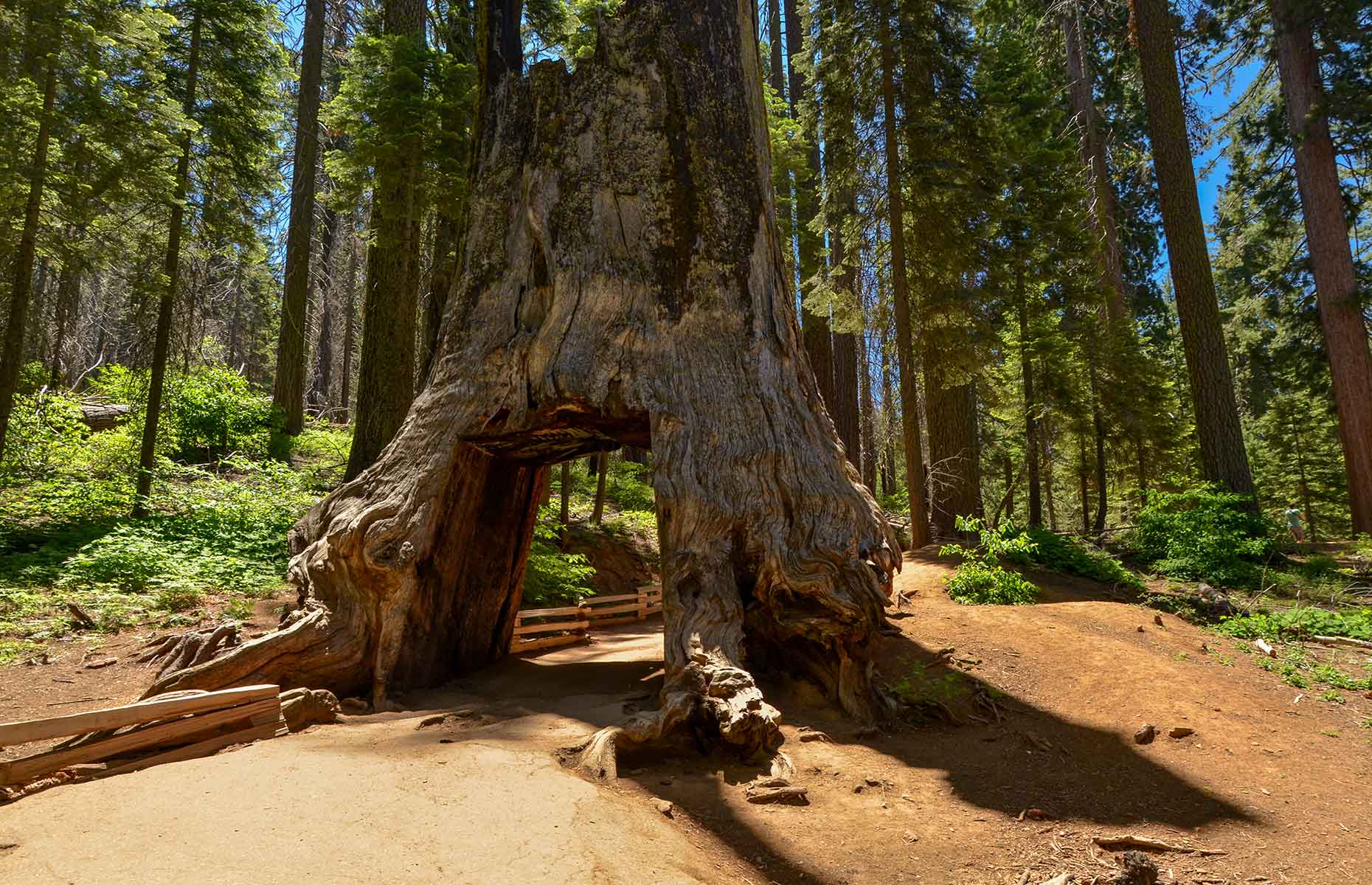 Dead Giant sequoia, Tuolumne county (Image: Serj Malomuzh/Shutterstock