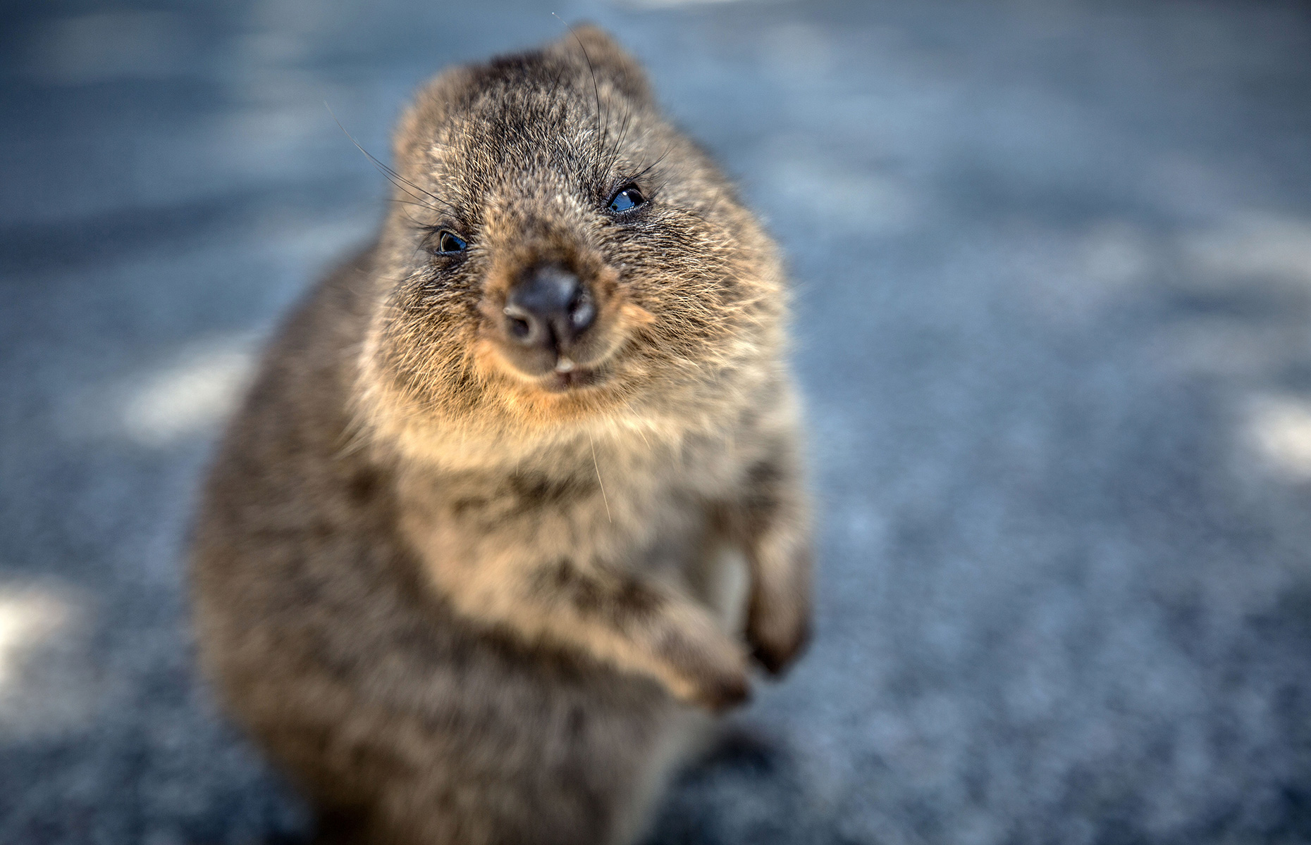 A quokka in Western Australia (Image: Copyright Nori Jemil)