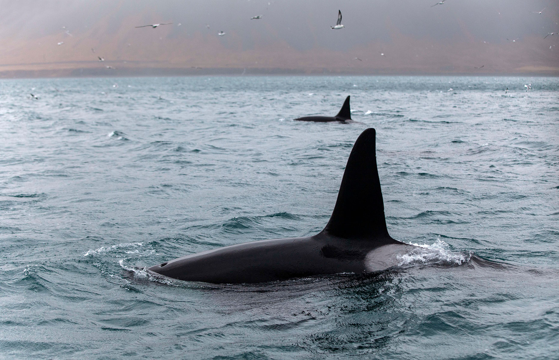 Orcas off the coast of Iceland (Image: Copyright Nori Jemil)