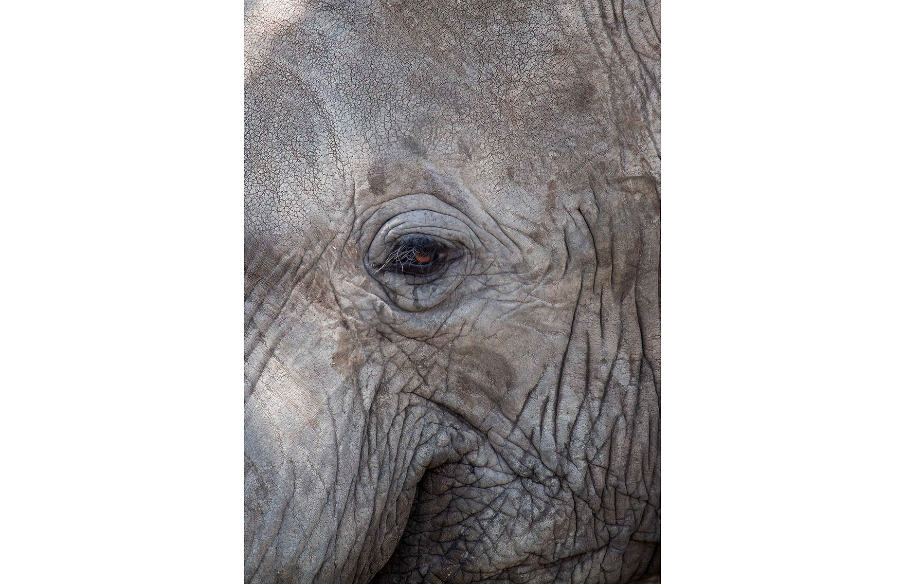 Elephant's eye detail (Image: Copyright Nori Jemil)