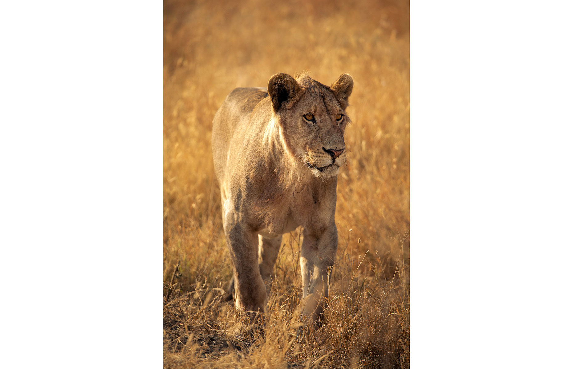 Lioness in the Serengeti (Image: Copyright Nori Jemil)