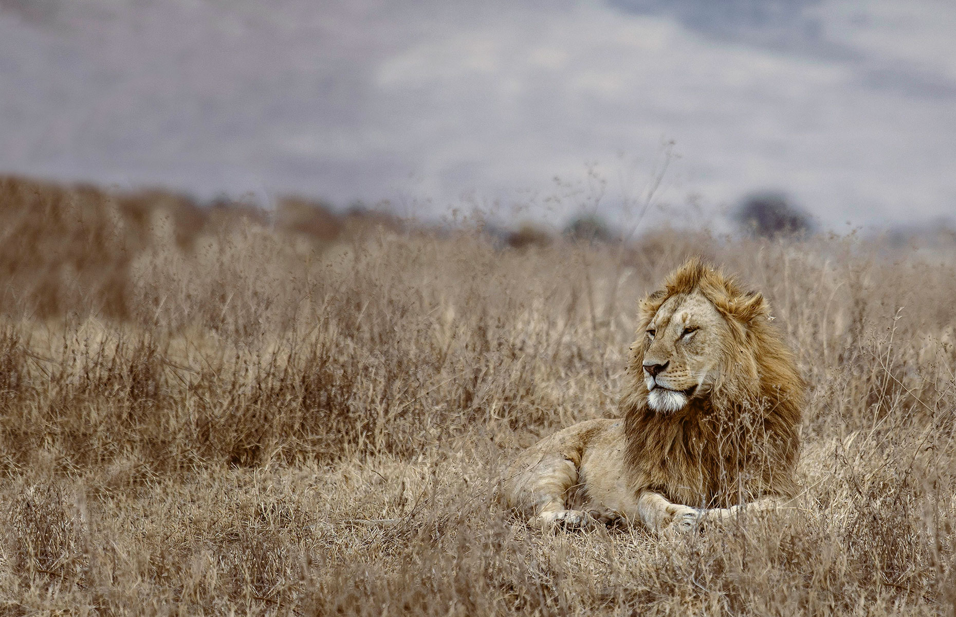 A lion in the Serengeti (Image: Copyright Nori Jemil)