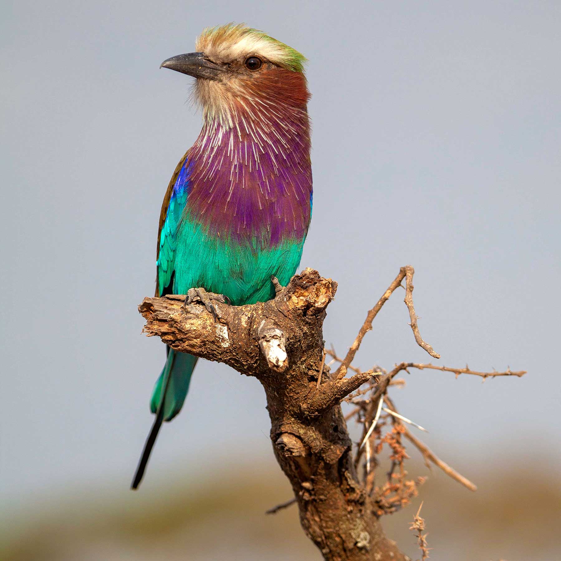 Lilac breasted roller bird (Image: Copyright Nori Jemil)