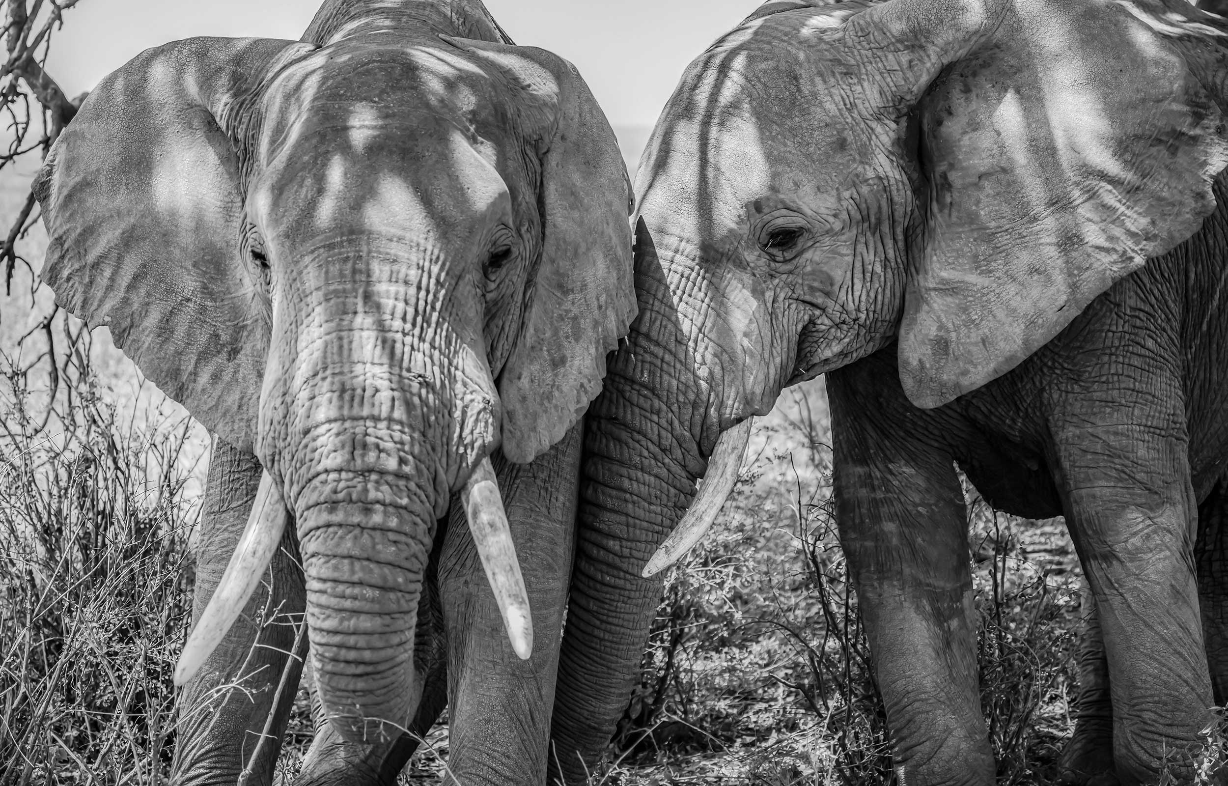 Close up of two elephants (Image: Copyright Nori Jemil)