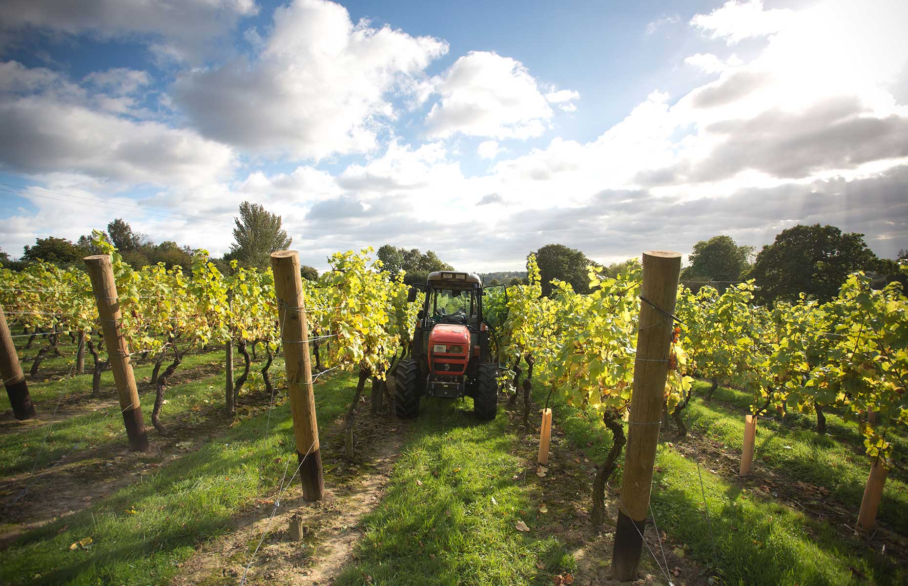Chapel Down vineyard with a tractor among the vines in the sun (Image: Jeff Gilbert/Alamy Stock Photo)