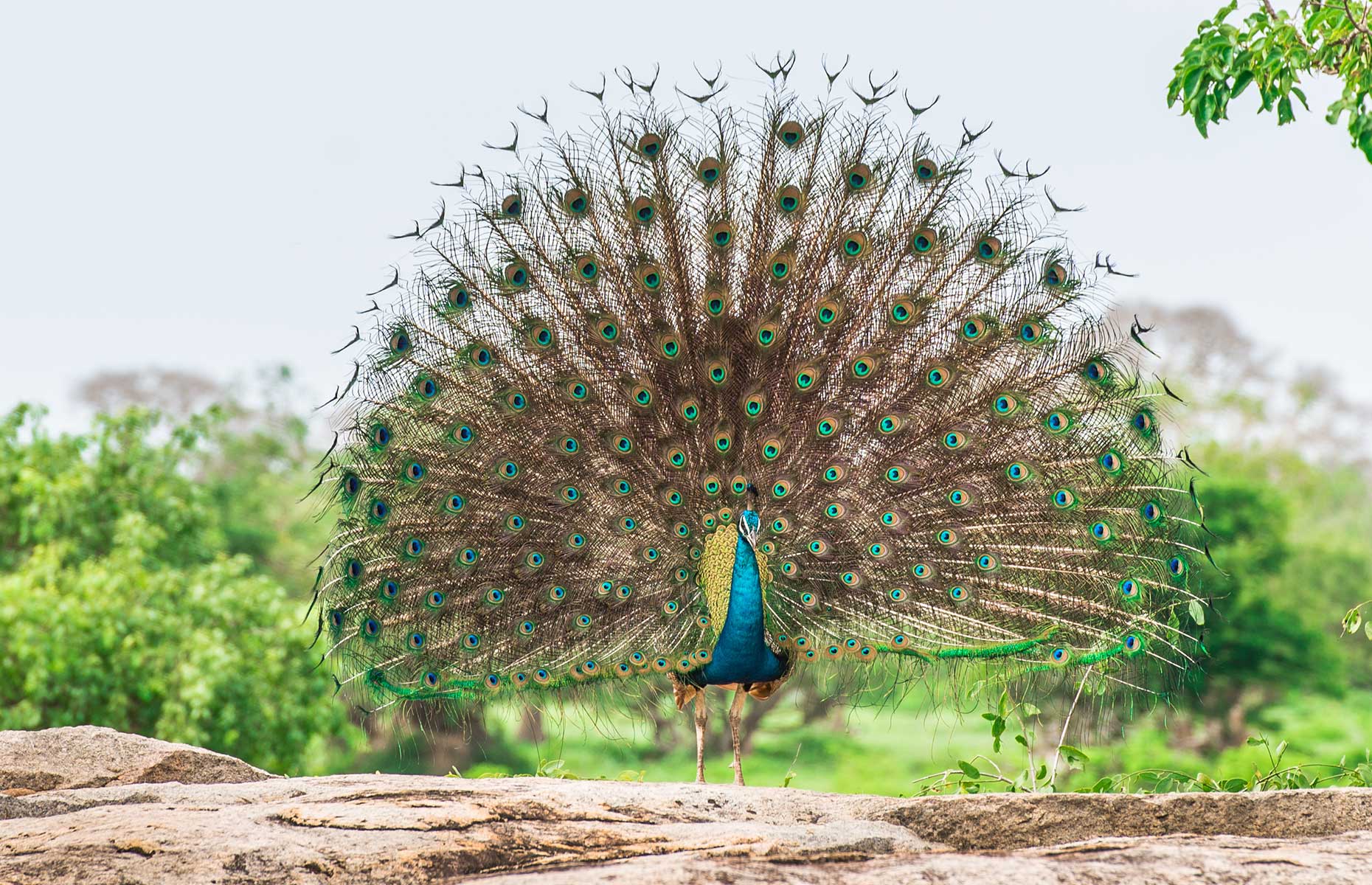 Peacock in Yala National Park (Image: Jelena Ivanovic/Shutterstock)