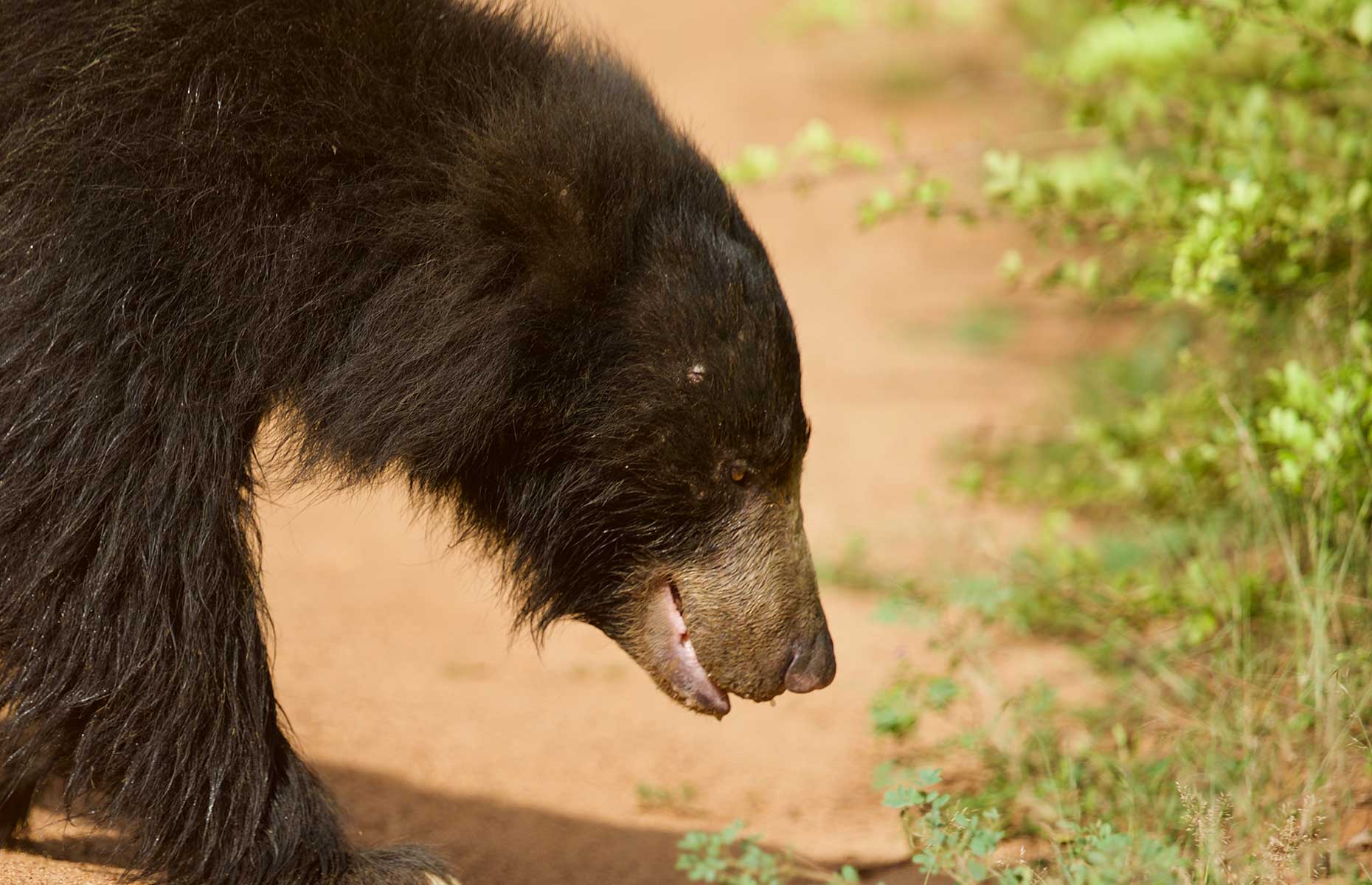 Sloth bear (Image: Saliya Illangasinghe/Shutterstock)