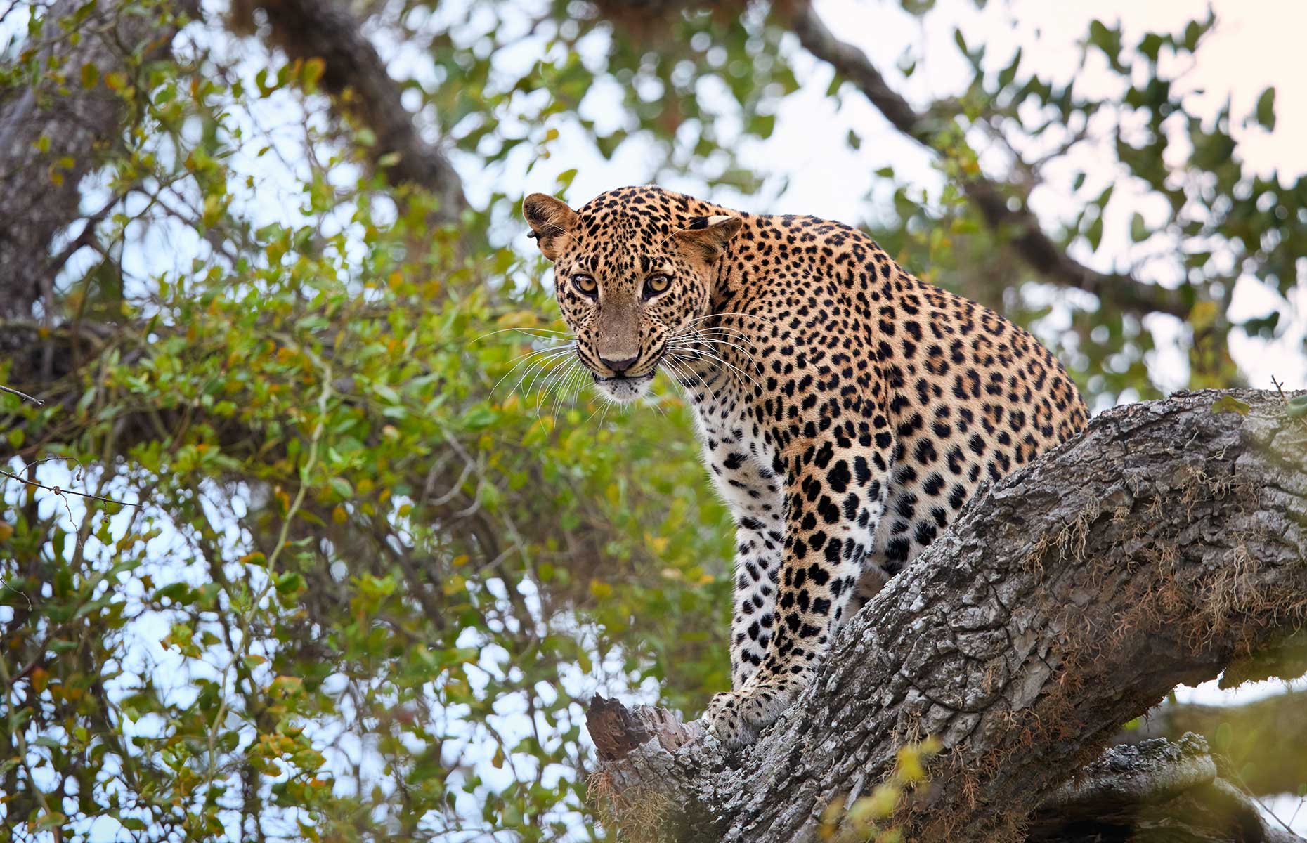 A male Sri Lankan Leopard in Yala National Park (Image: Martin Mecnarowski/Shutterstock)