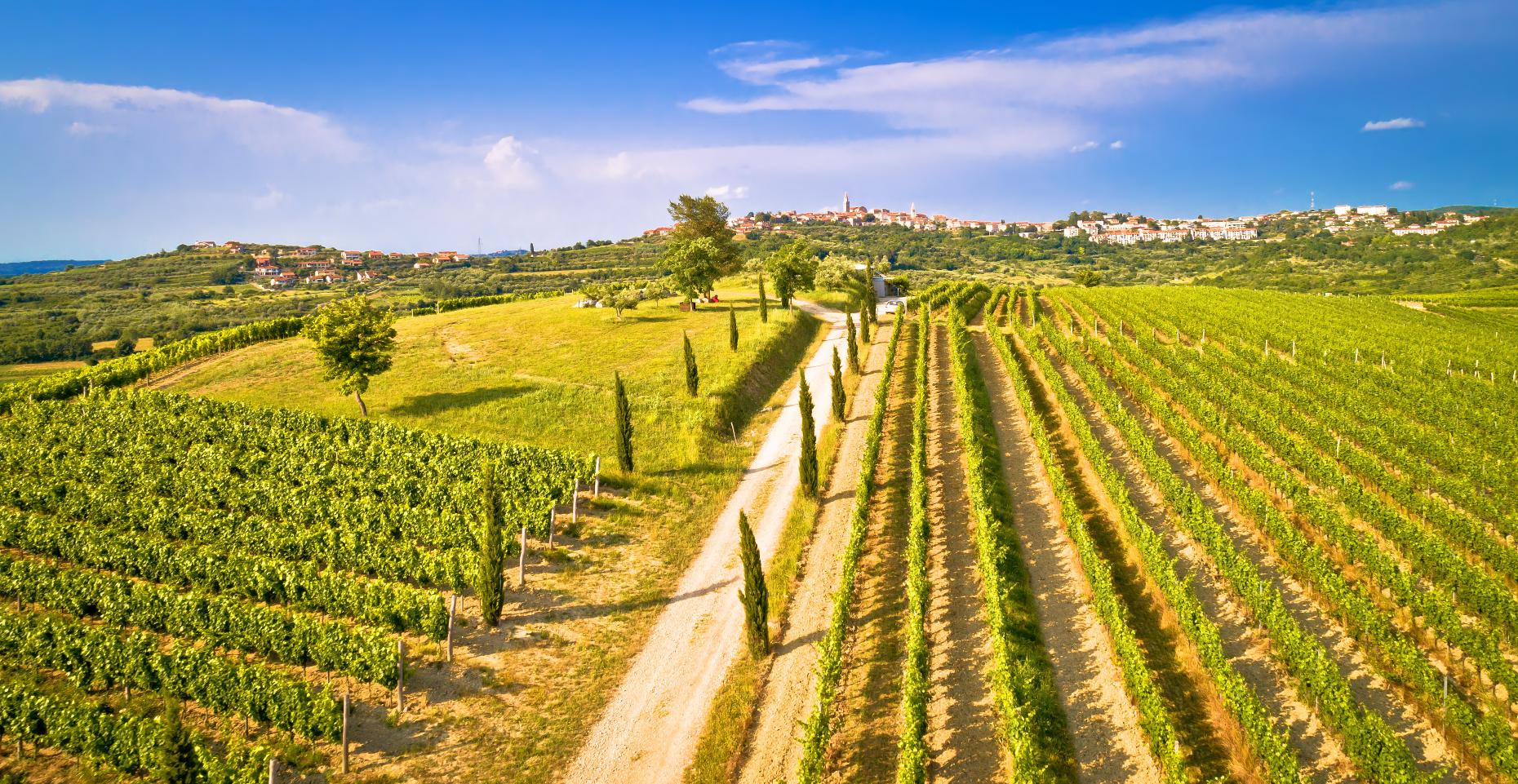 Istria vineyard (Image: xbrchx/Shutterstock)