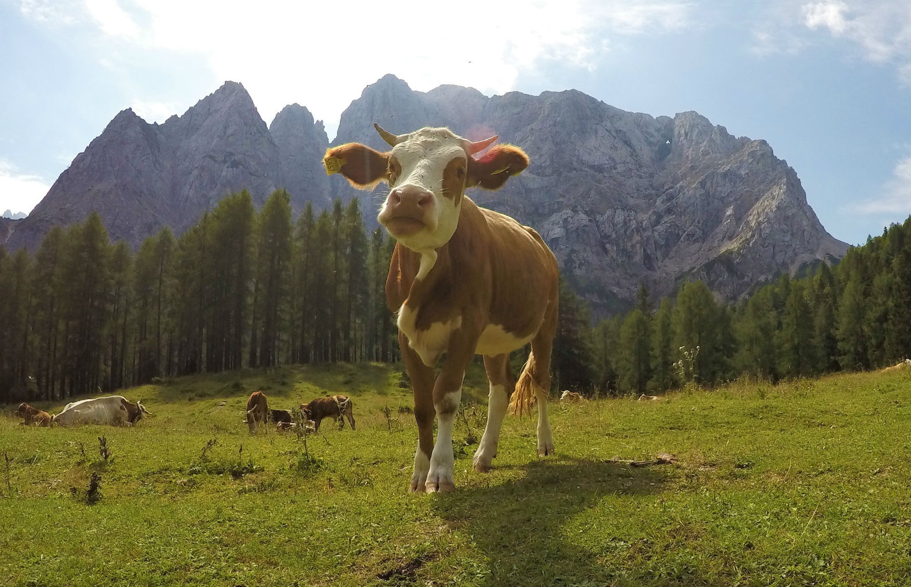 alpine_cow