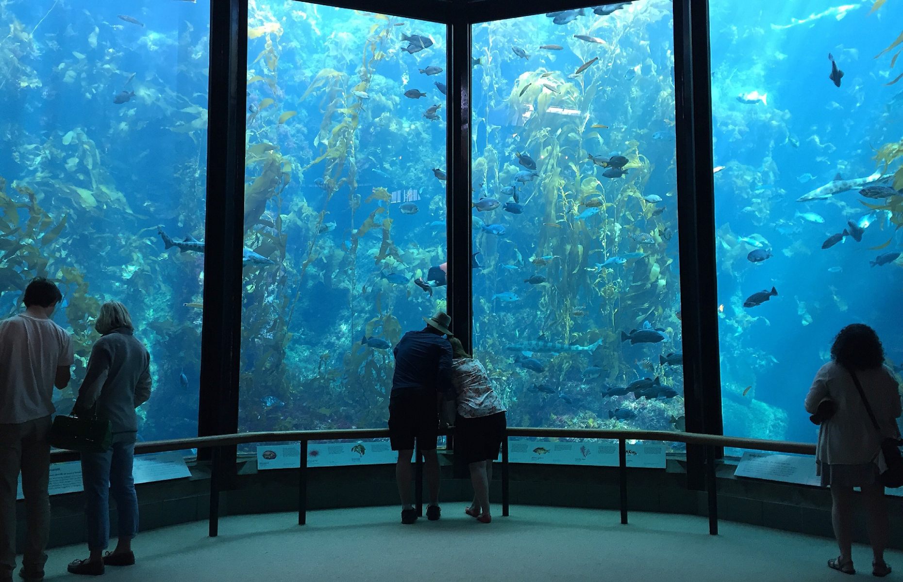 Monterey Bay Aquarium (Image: photocritical/Shutterstock)