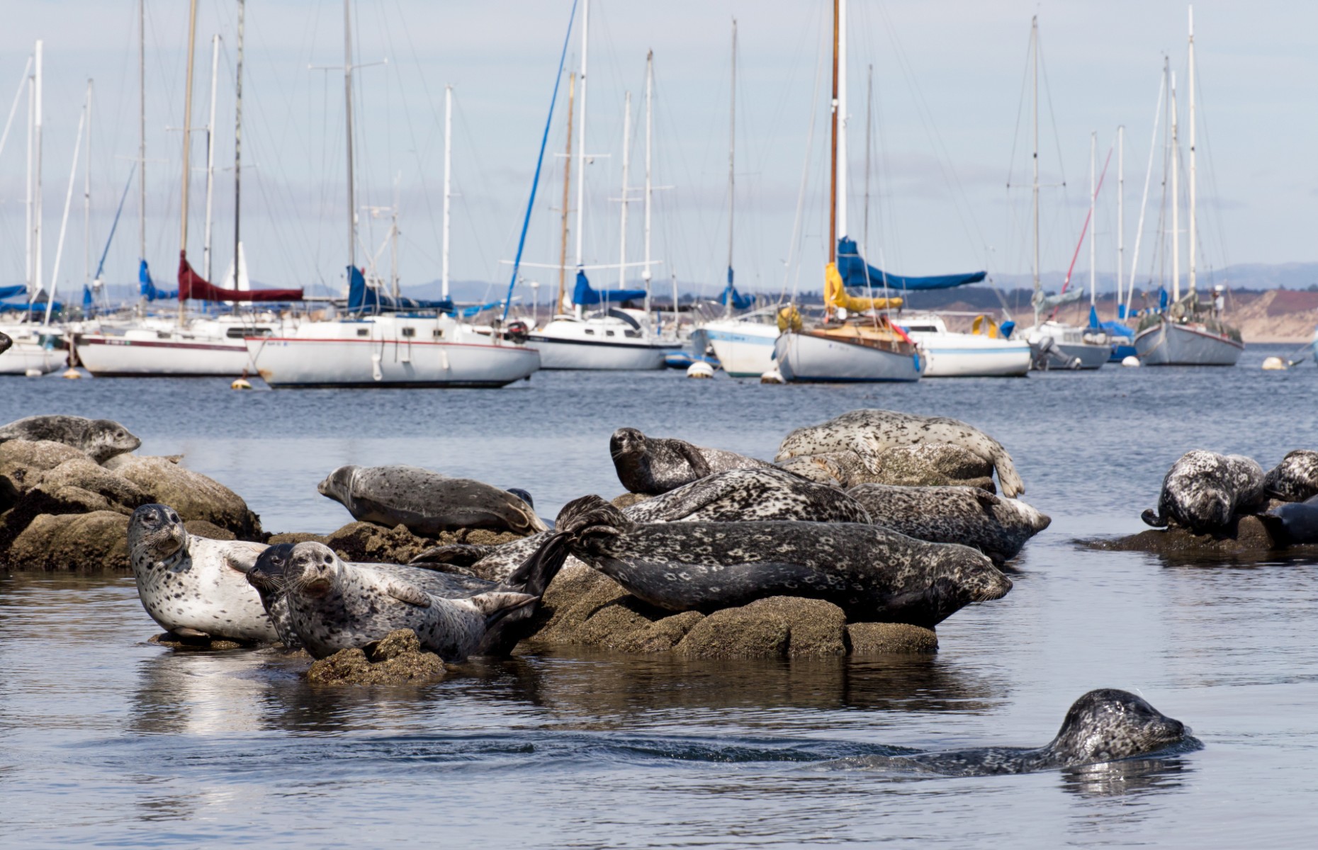 Monterey Bay Wildlife (Image: Ken Wolter/Shutterstock)