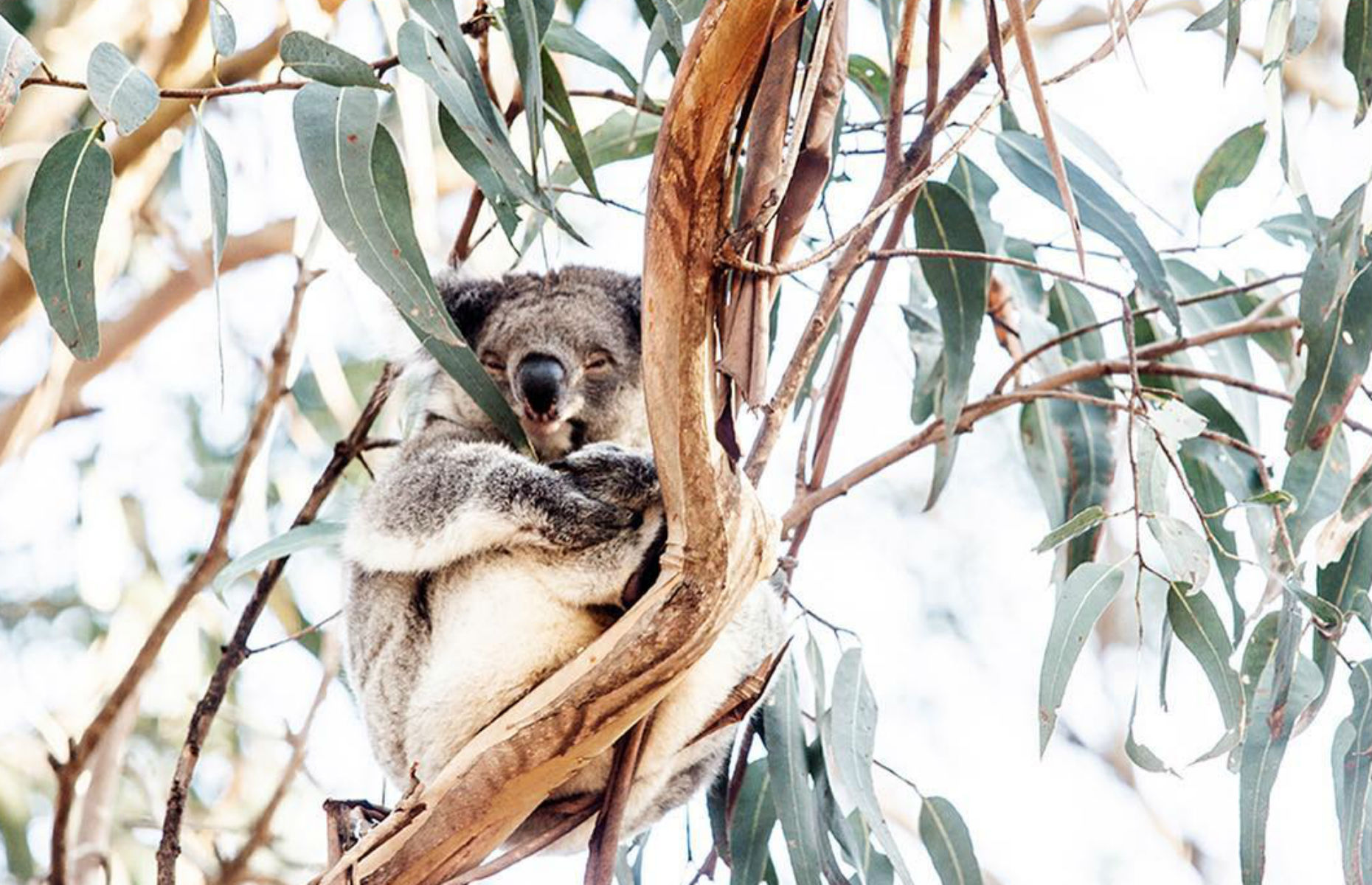 koala