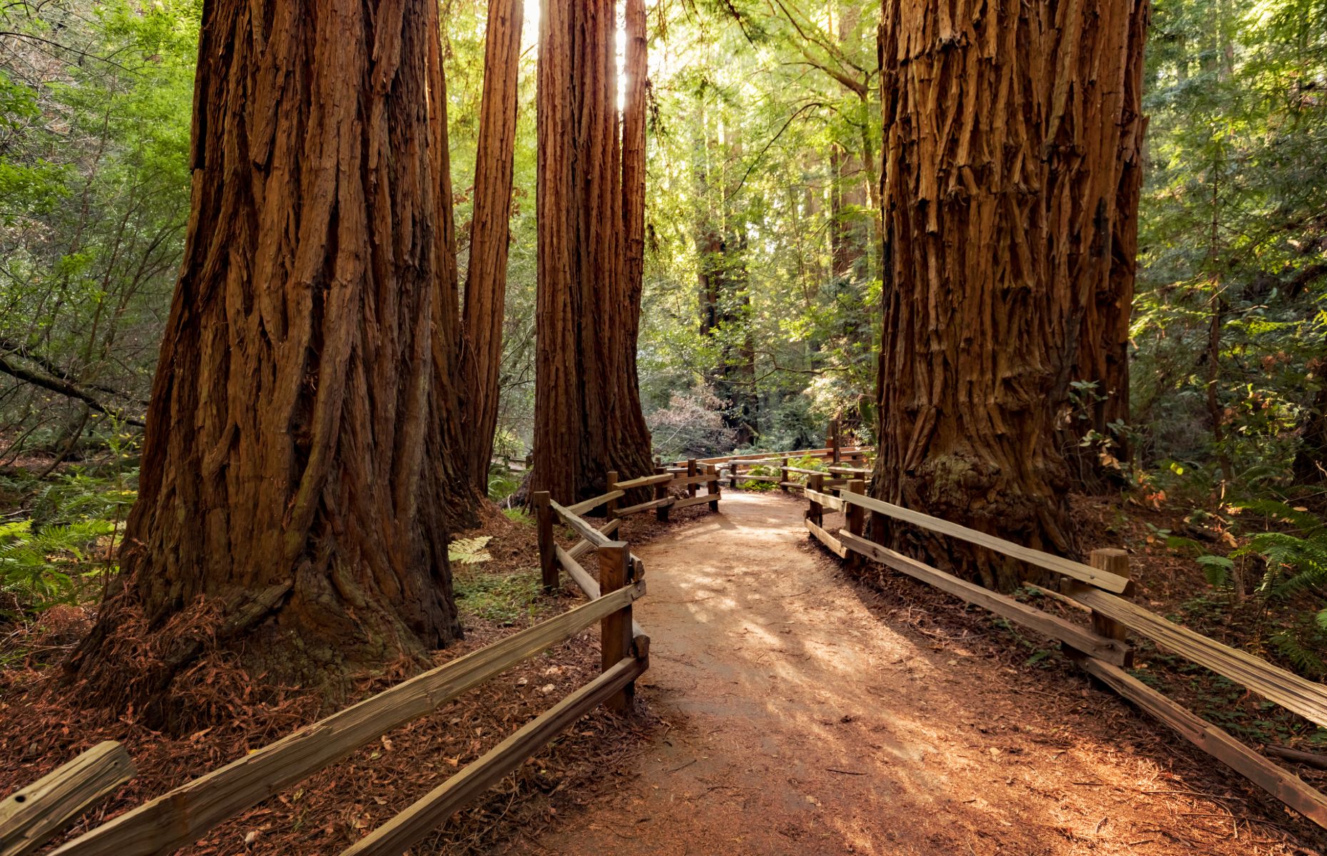 Muir Woods National Monument (Image: topseller/Shutterstock)