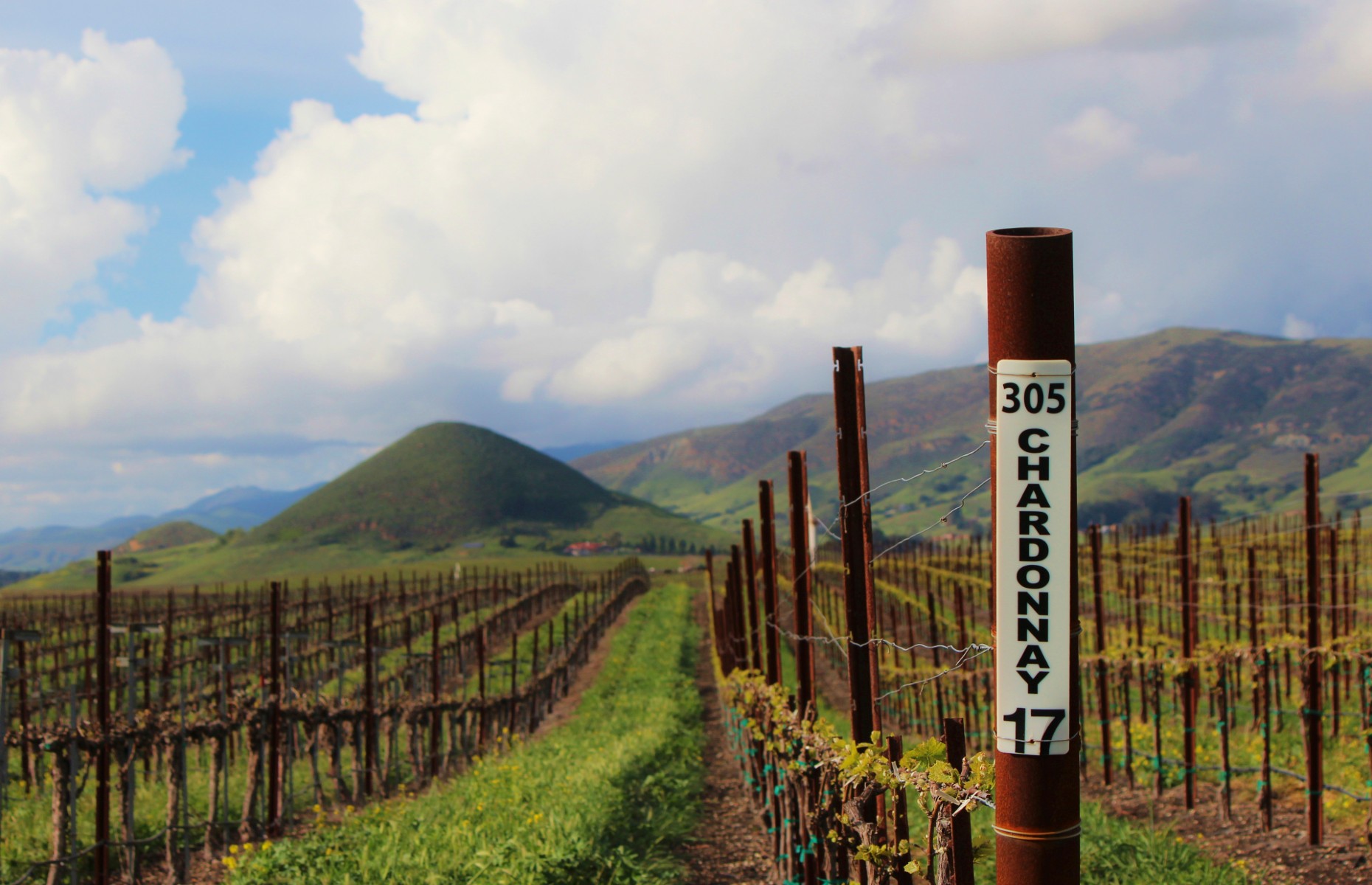 Vineyard in San Luis Obispo (Image: ThoseLittleWings/Shutterstock)